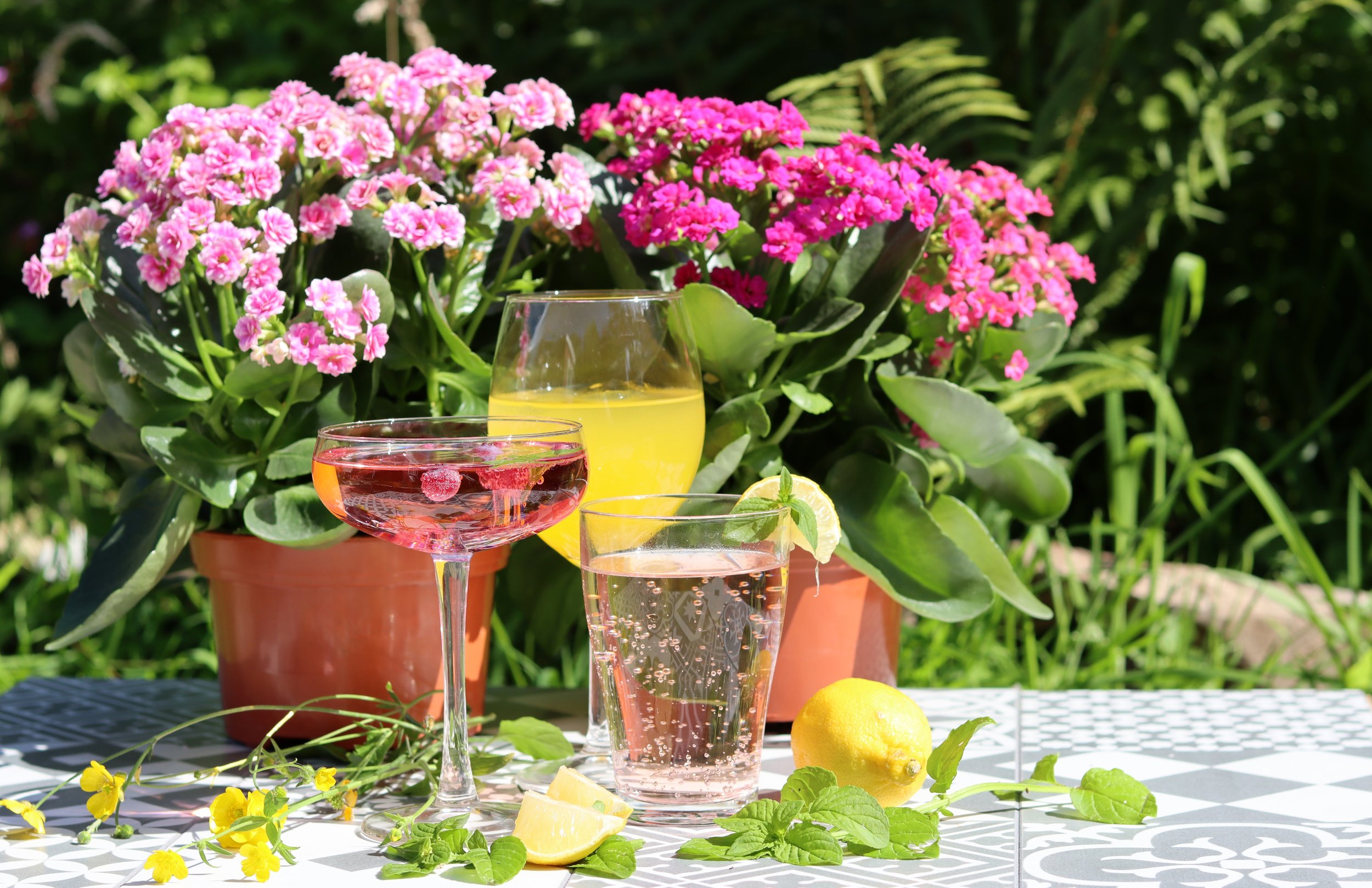 wellness coach, find a wellness coach, nurture thyself, holistic healing, plant healing, mindbodygreen, nbhwc, national board of health and wellness coaching, functional nutrition, what is functional nutrition, functional nutritionist