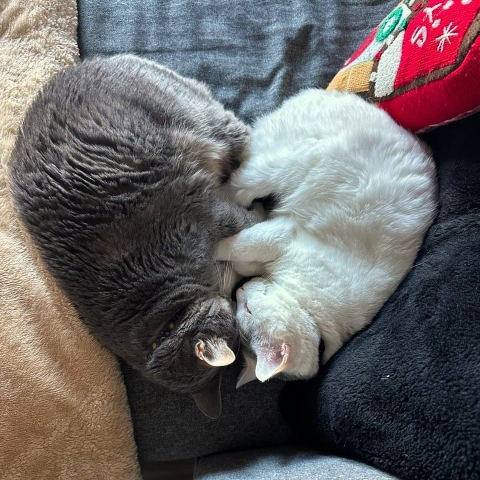 This month we have TWO pets to share! Say hi to Matilda and Pearl, who very kindly posed for us in the shape of a heart. ❤️ So cute! 😍

#thethomas #614living #614apartments #columbusliving #columbusapartments #catsofinsta #petofthemonth