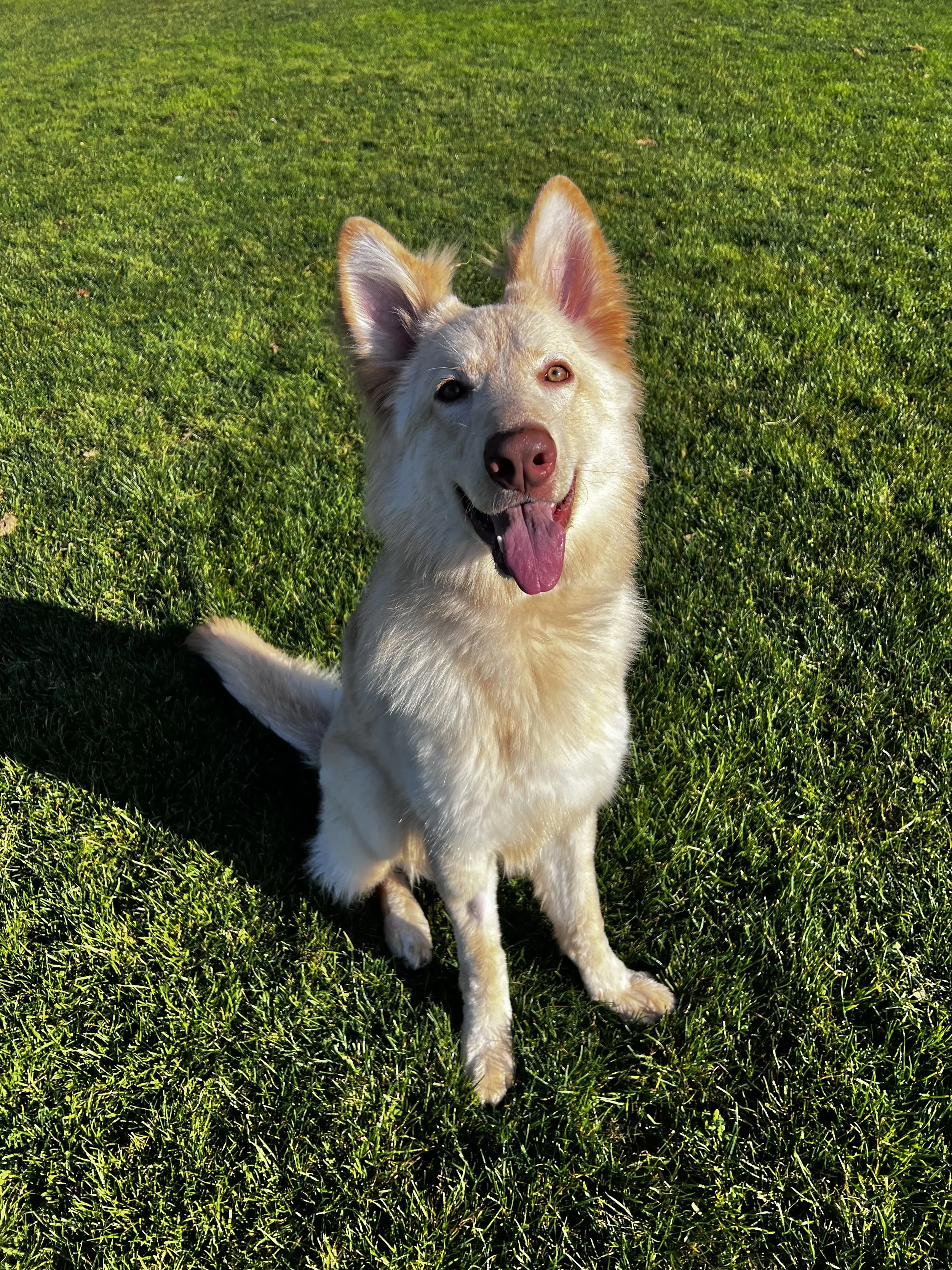 German Shepherd, dog training in the Easy Bay