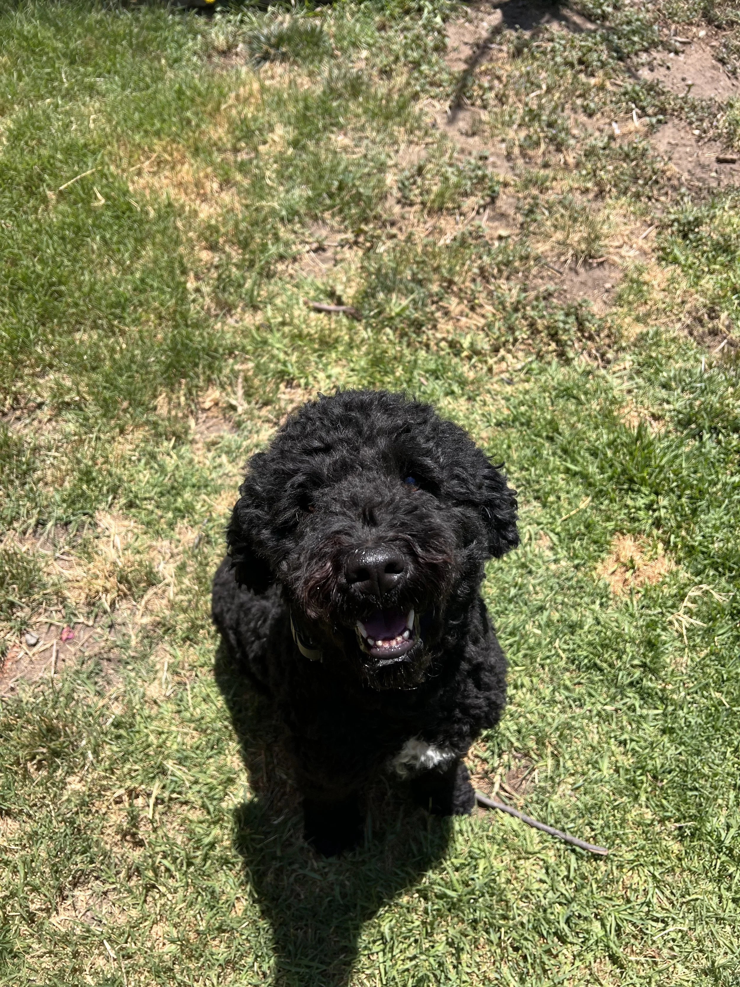 Venus the Portuguese Water Dog is a happy girl when she comes to board with me while her family travels.