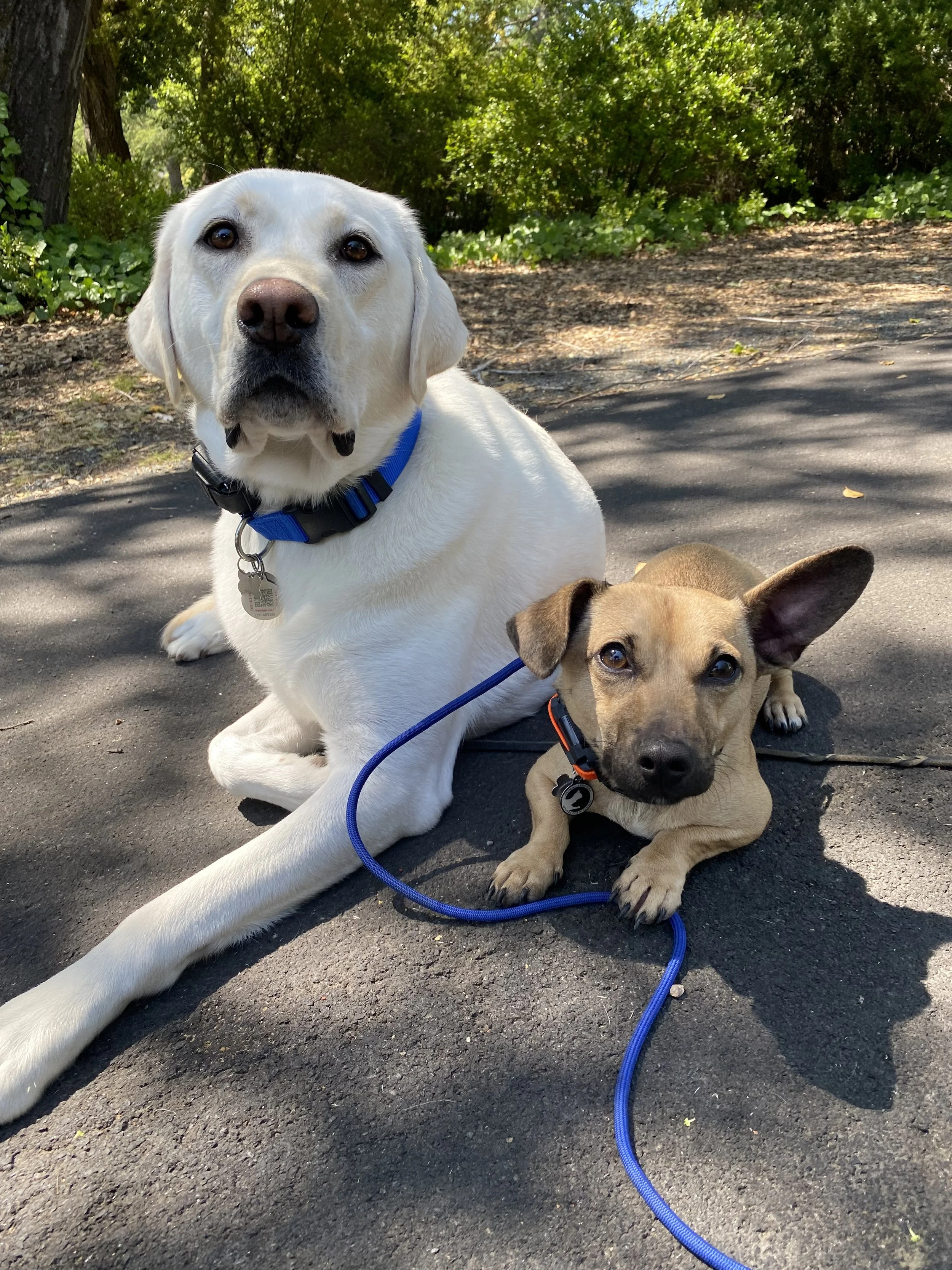 "Brothers" Jasper and Leo during a private, one-on-one dog training session in Orinda, after they completed a board and train program. 
