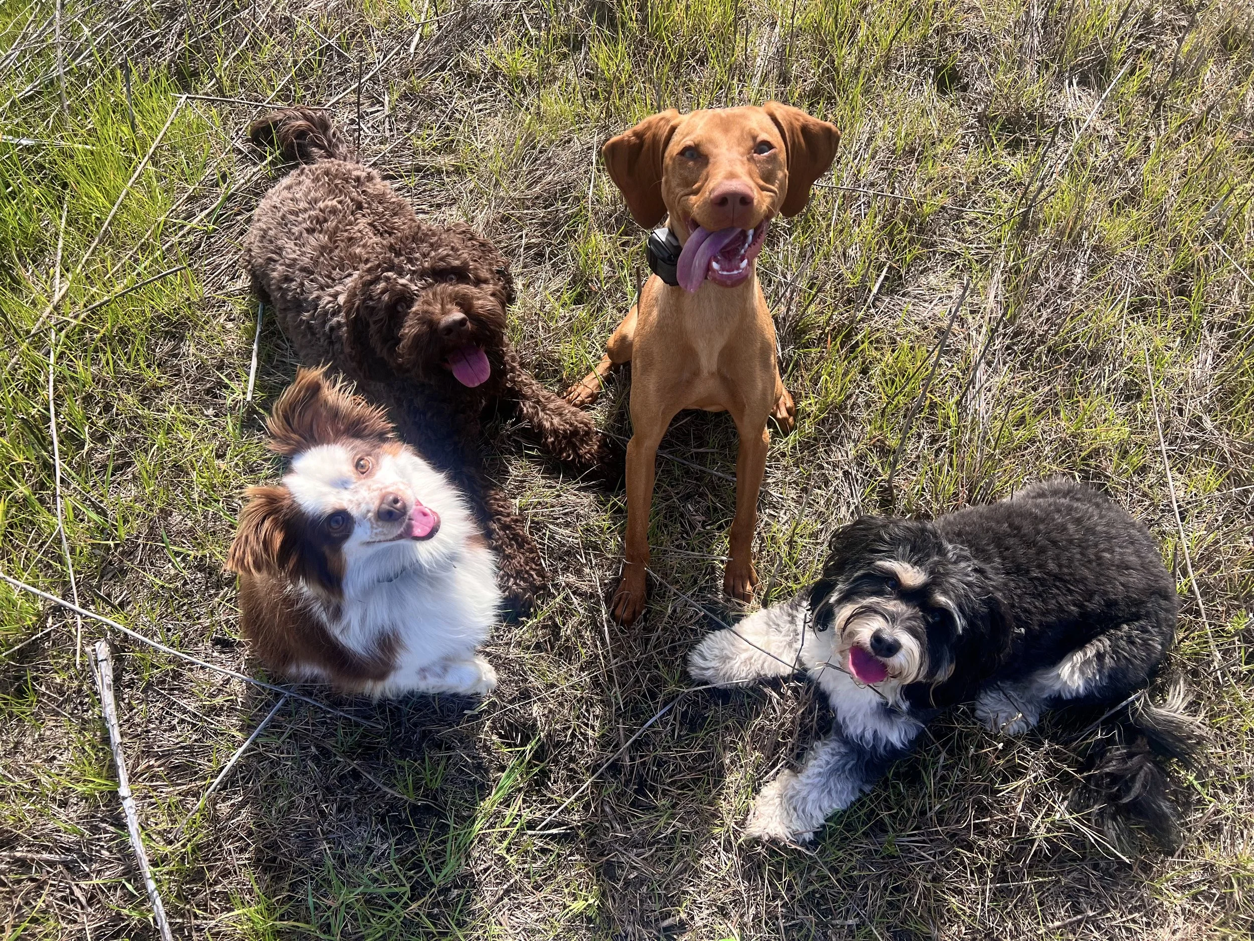 Ruby the Mini Australian Shepherd, Truffle the Lagotto Romagnolo, Cookie the Vizla, and Tallulah the Bernadoodle on a hike in Walnut Creek. When your dog is trained to be safe off-leash, they can go on so many more adventures!