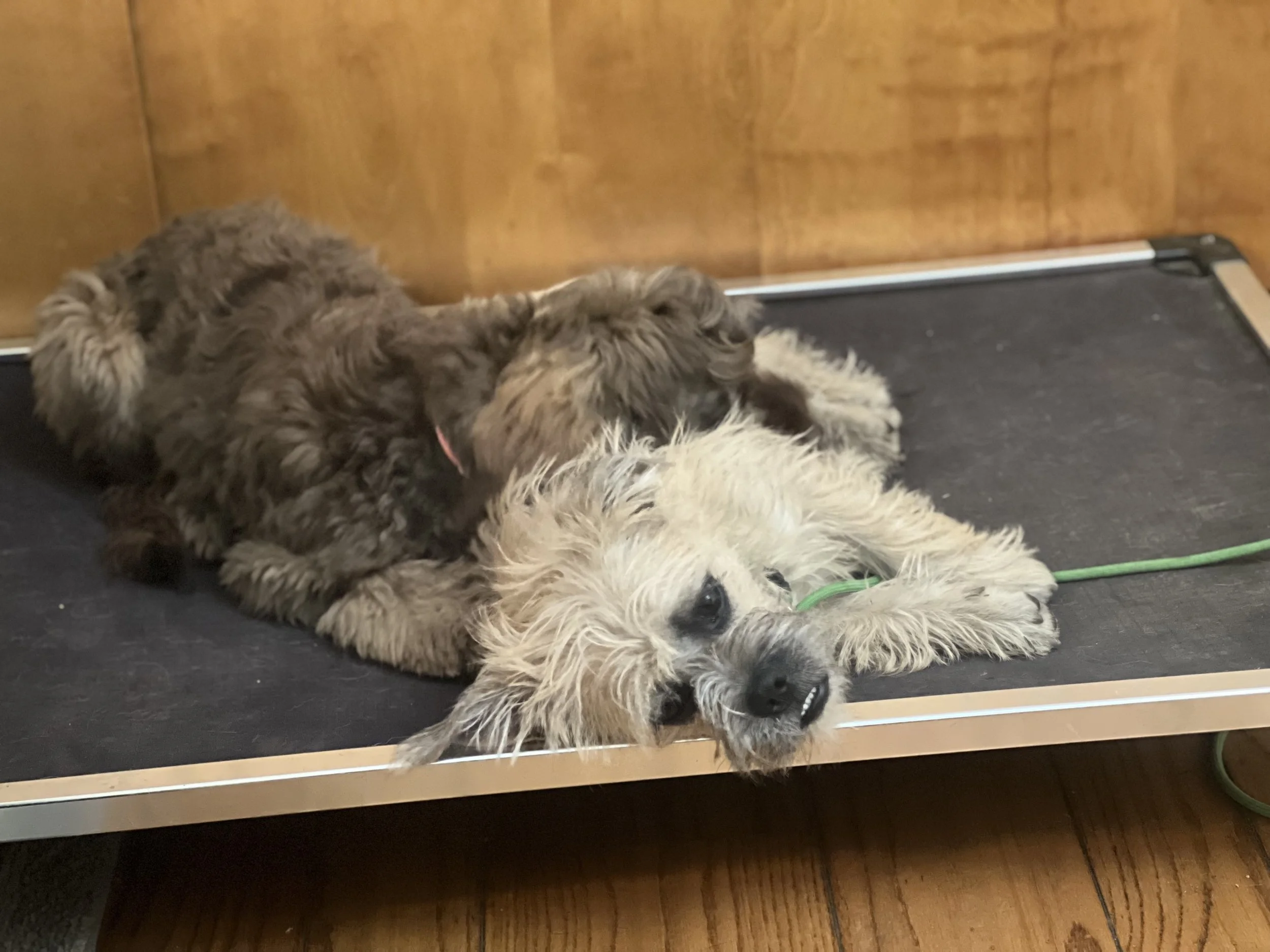 Dani the Bernadoodle and George the rescue dog terrier mix during their board and train programs. They are too cute, cuddling during their "place bed" training, learning how to relax around distractions and be calm in the house.