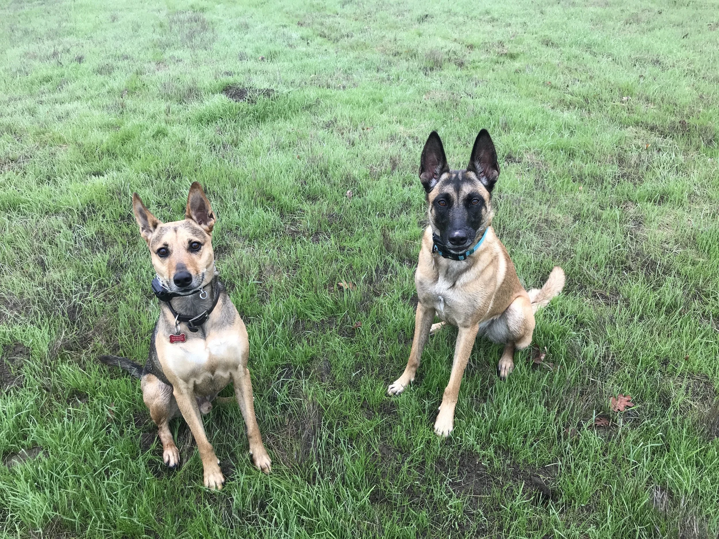Lincoln the rescue dog and Bogie the Belgian Malinois. Lincoln had a lot of anxiety and reactivity around other dogs, and did great in my behavior modification board and train program.
