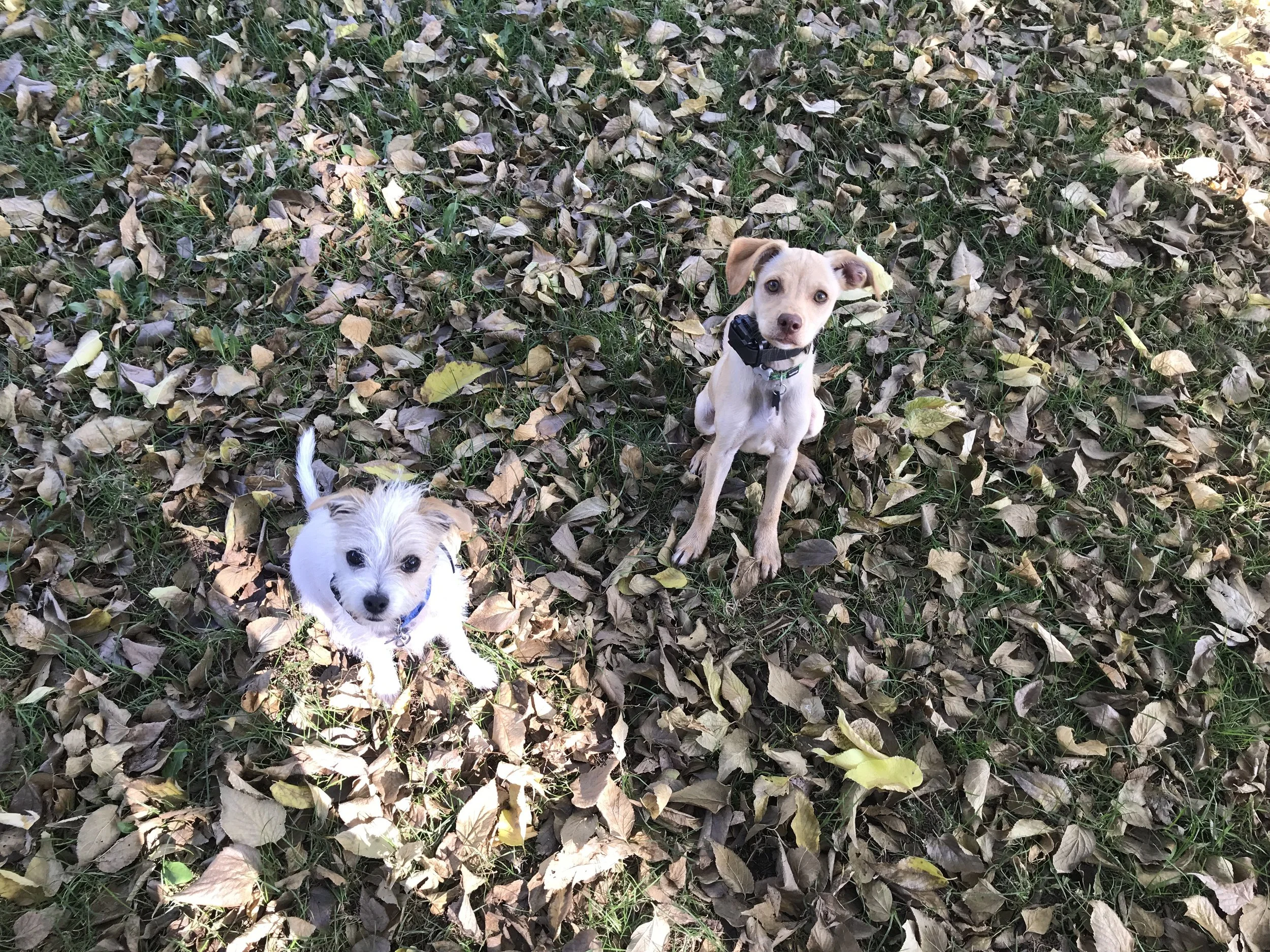 The cutest little boys during their board and train program in Lafayette. Little dogs deserve to be free and safe off-leash, just like the big dogs!