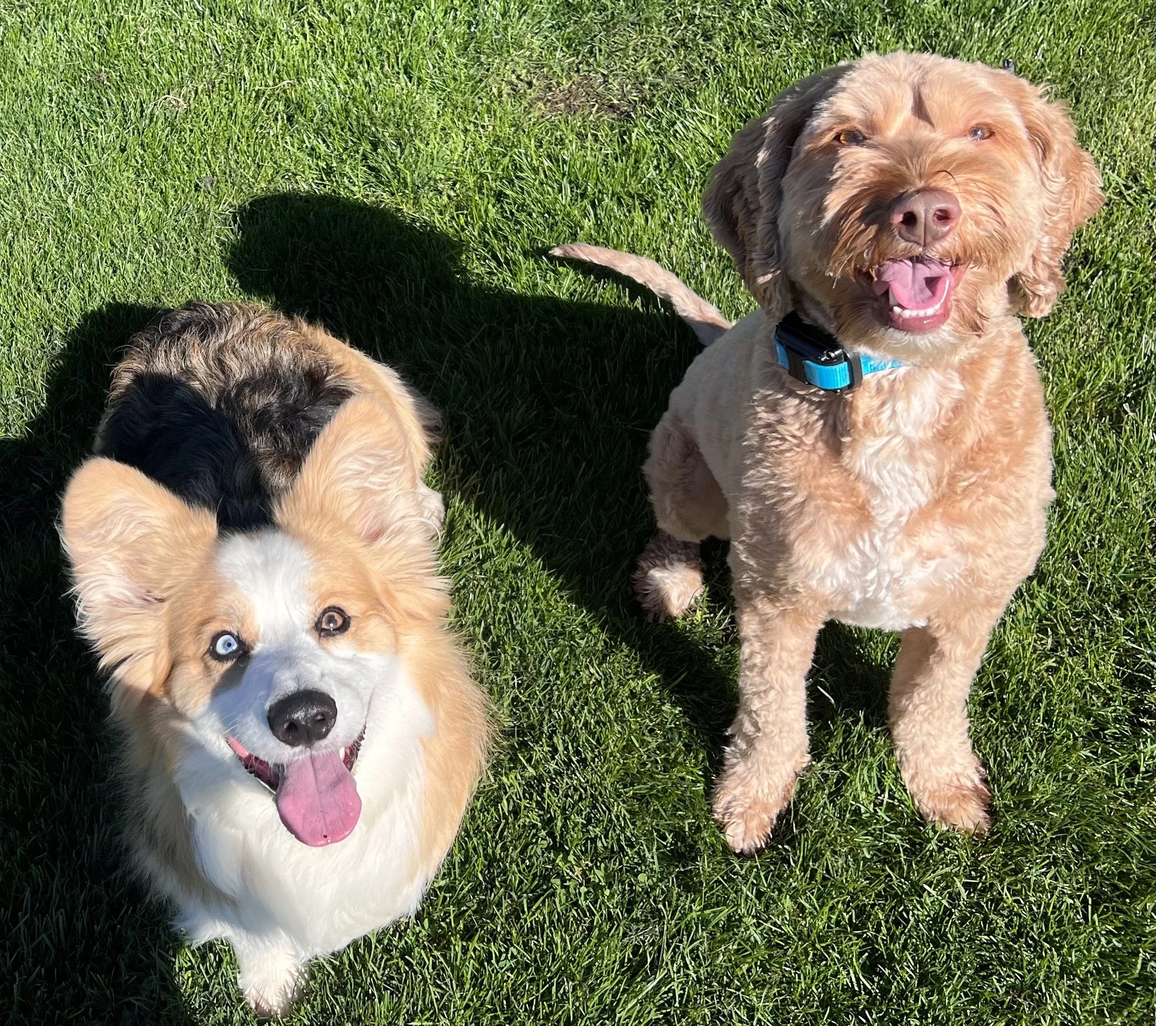 Loaf and Otis out at a park in Walnut Creek, practicing coming when called and having fun during their board and train dog training program. 