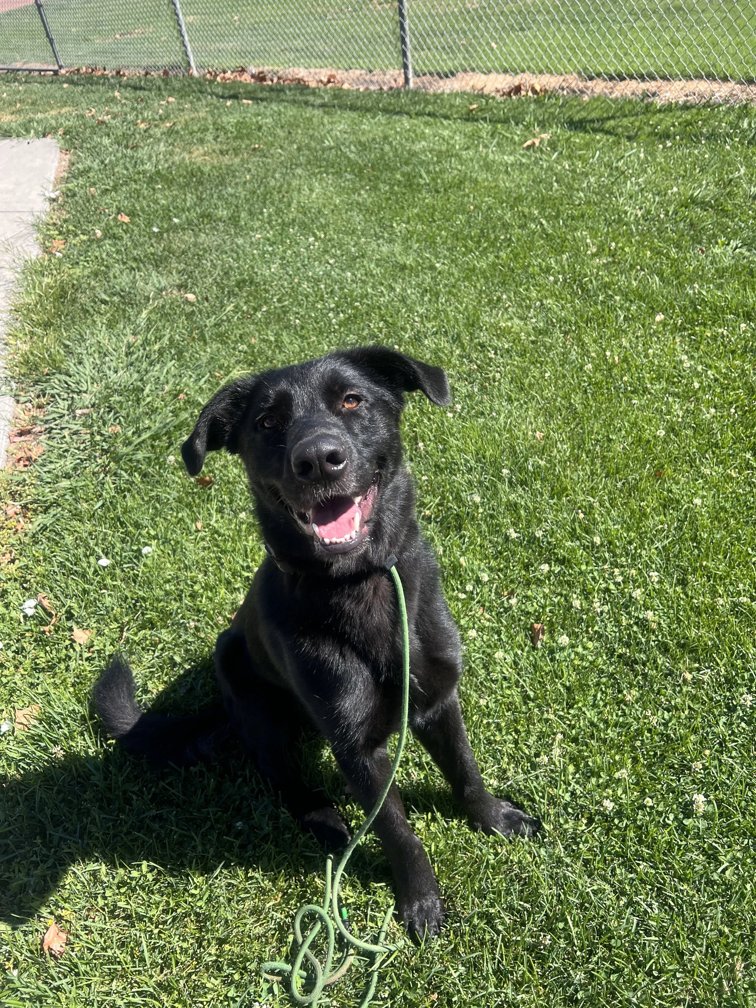 Ruby the rescue dog, a German Shepherd Mix, learning loose leash walking and how to not react to dogs during a dog training session in Walnut Creek. 