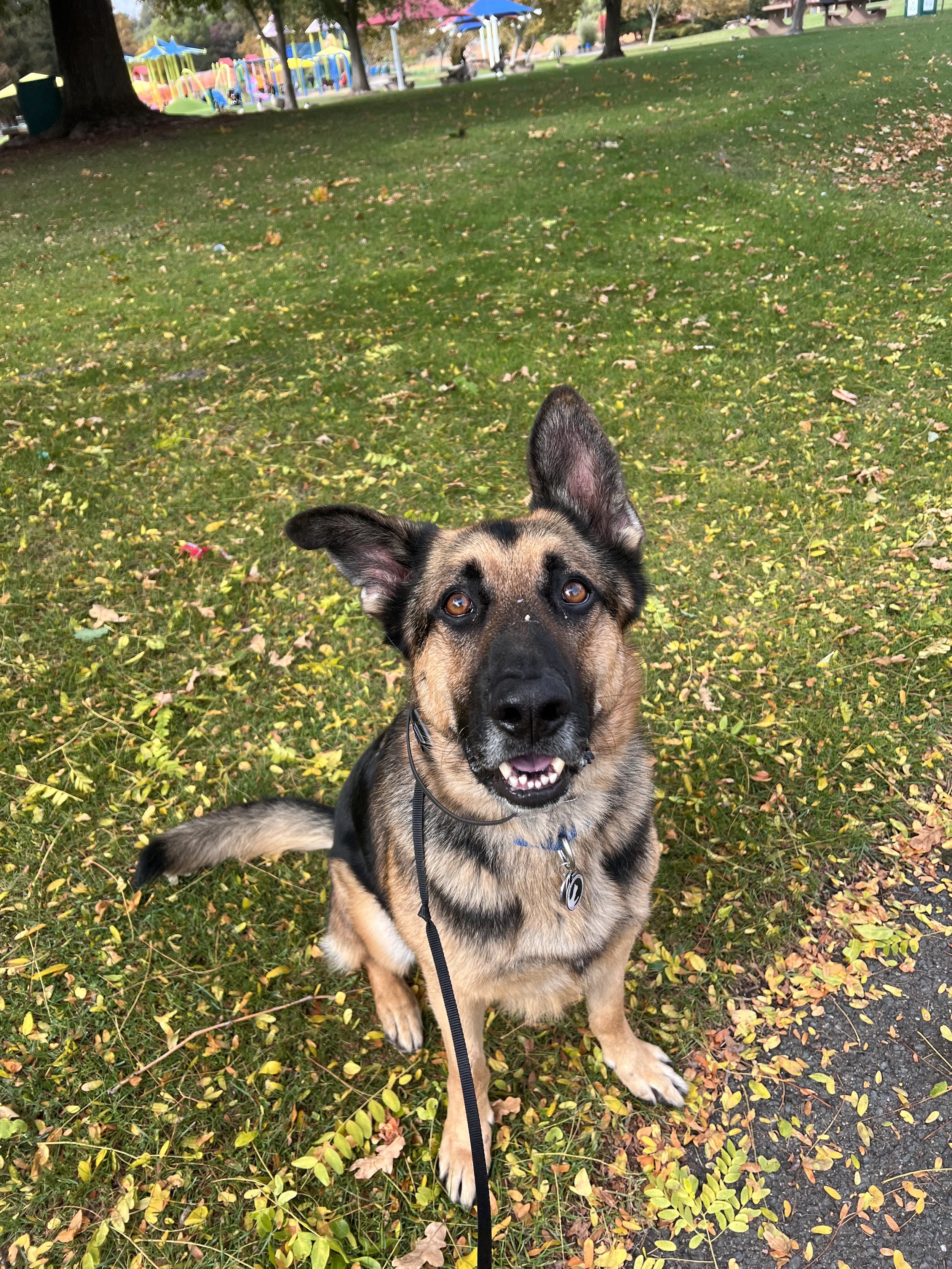 Ollie the rescue dog German Shepherd learning how to walk nicely on leash and not react to dogs on leash. Dog training in the Bay Area.
