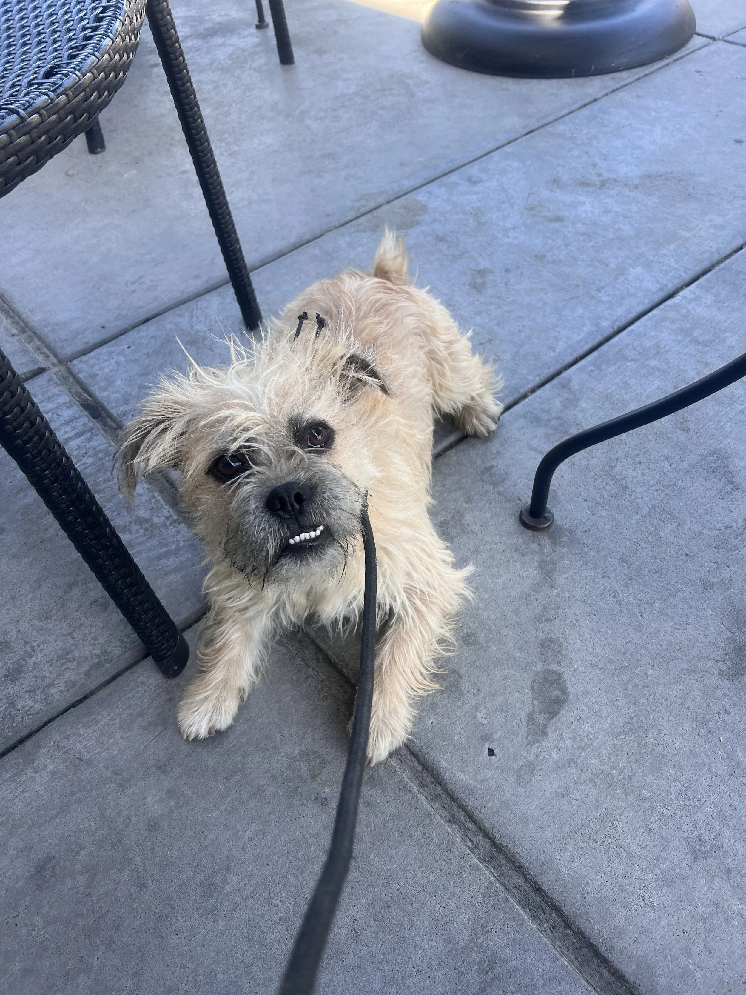 George the rescue dog terrier mix learning how to be calm and not reactive out in the world. 