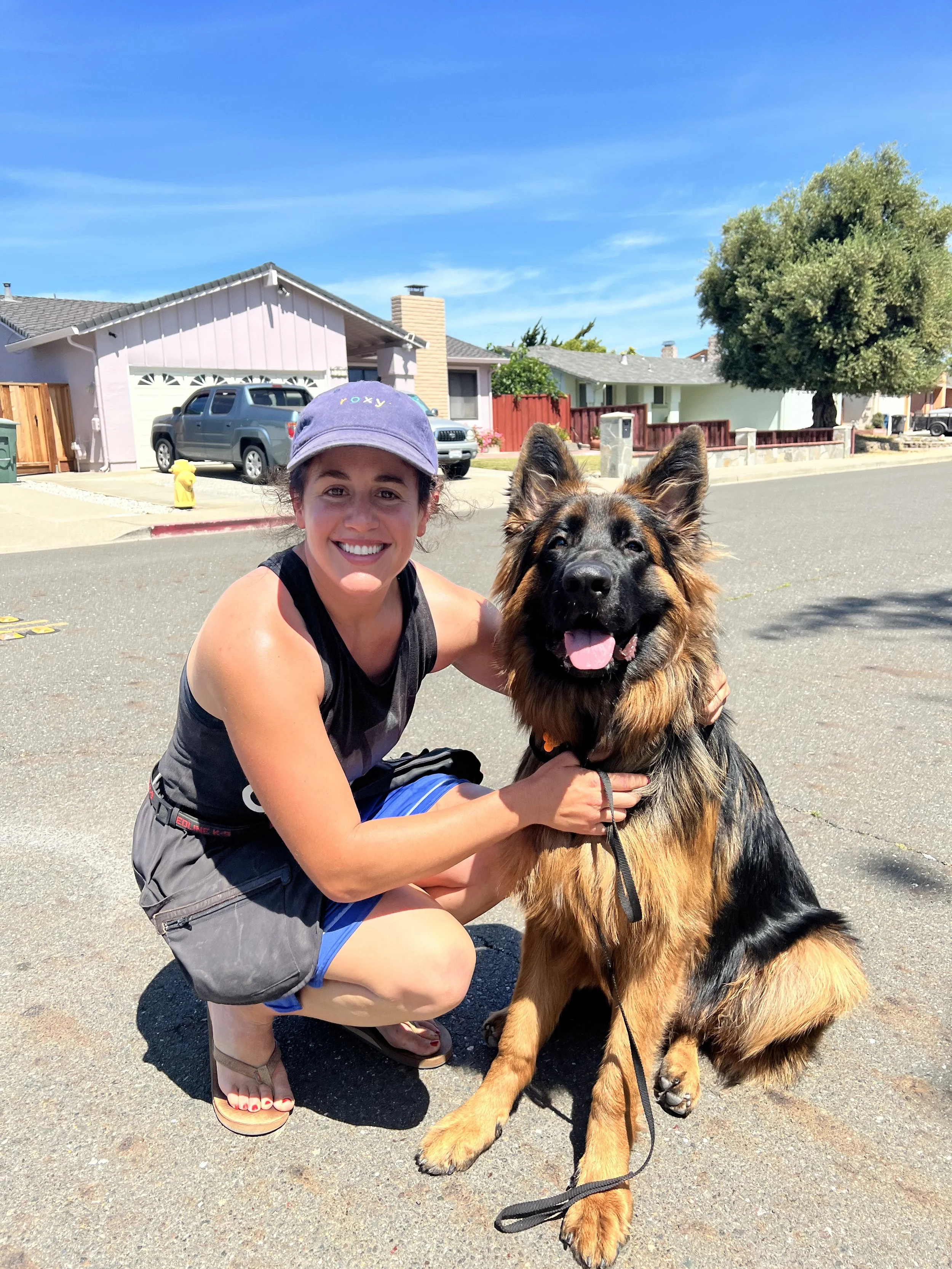 Lex the German Shepherd puppy after his board and train program, during a private-session with his owners in Fremont.