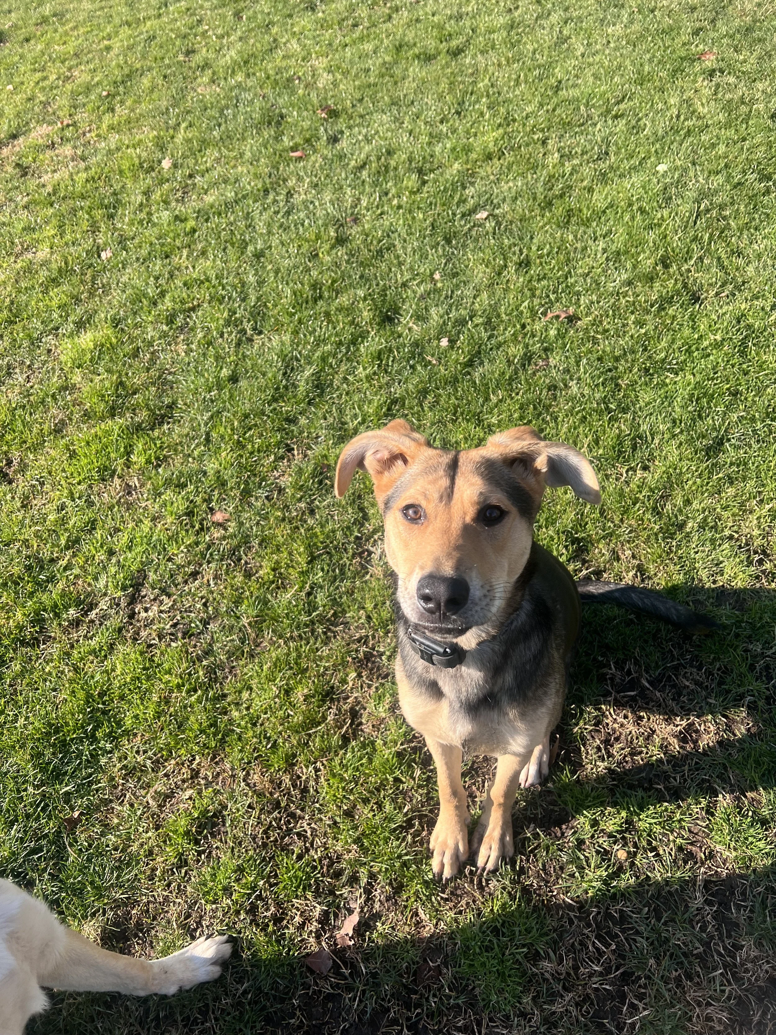 Charlie the rescue dog training during her board and train program in the Bay Area. 