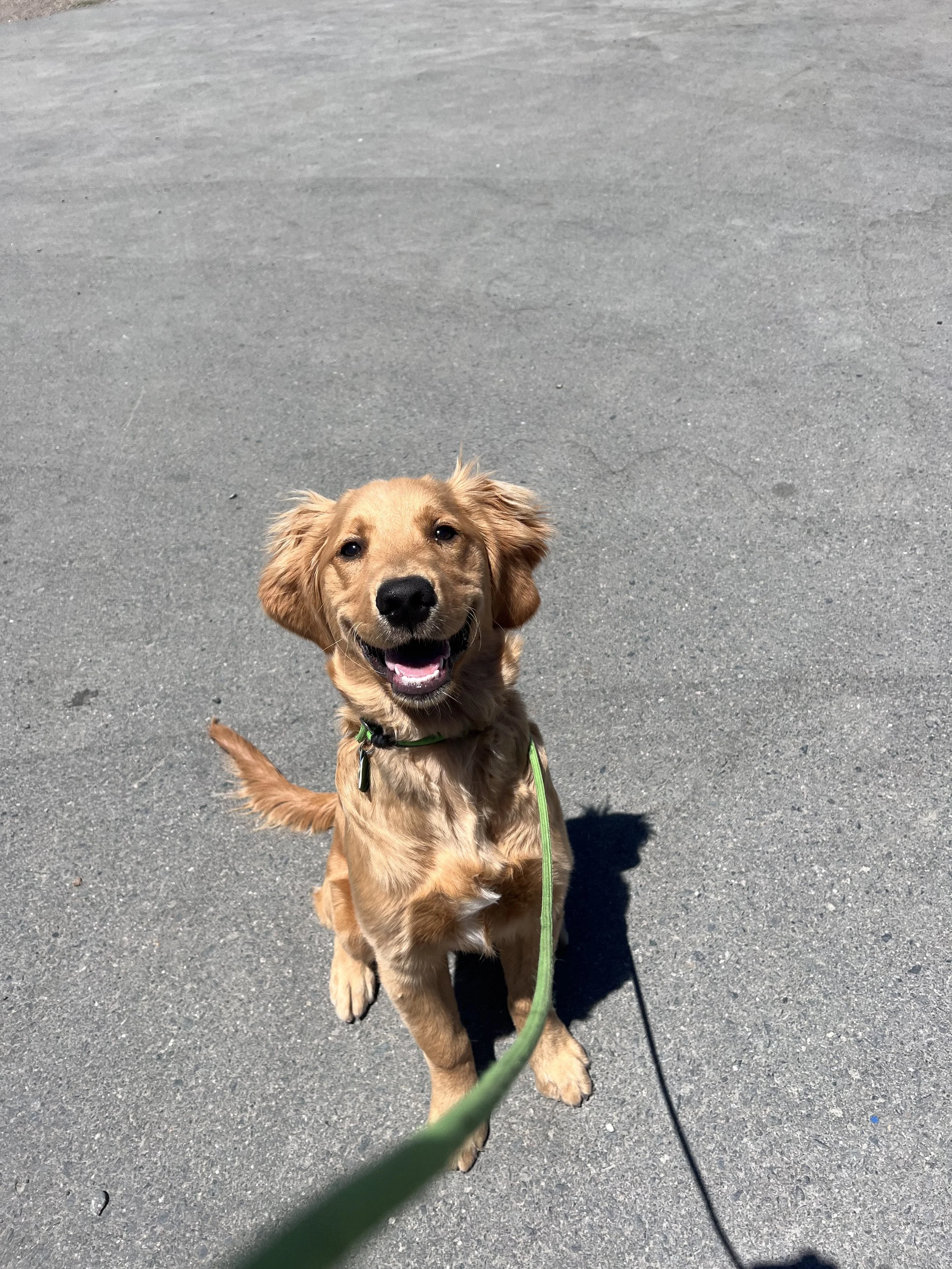 Peanut the Golden Retriever is all smiles during her dog training session in Walnut Creek.