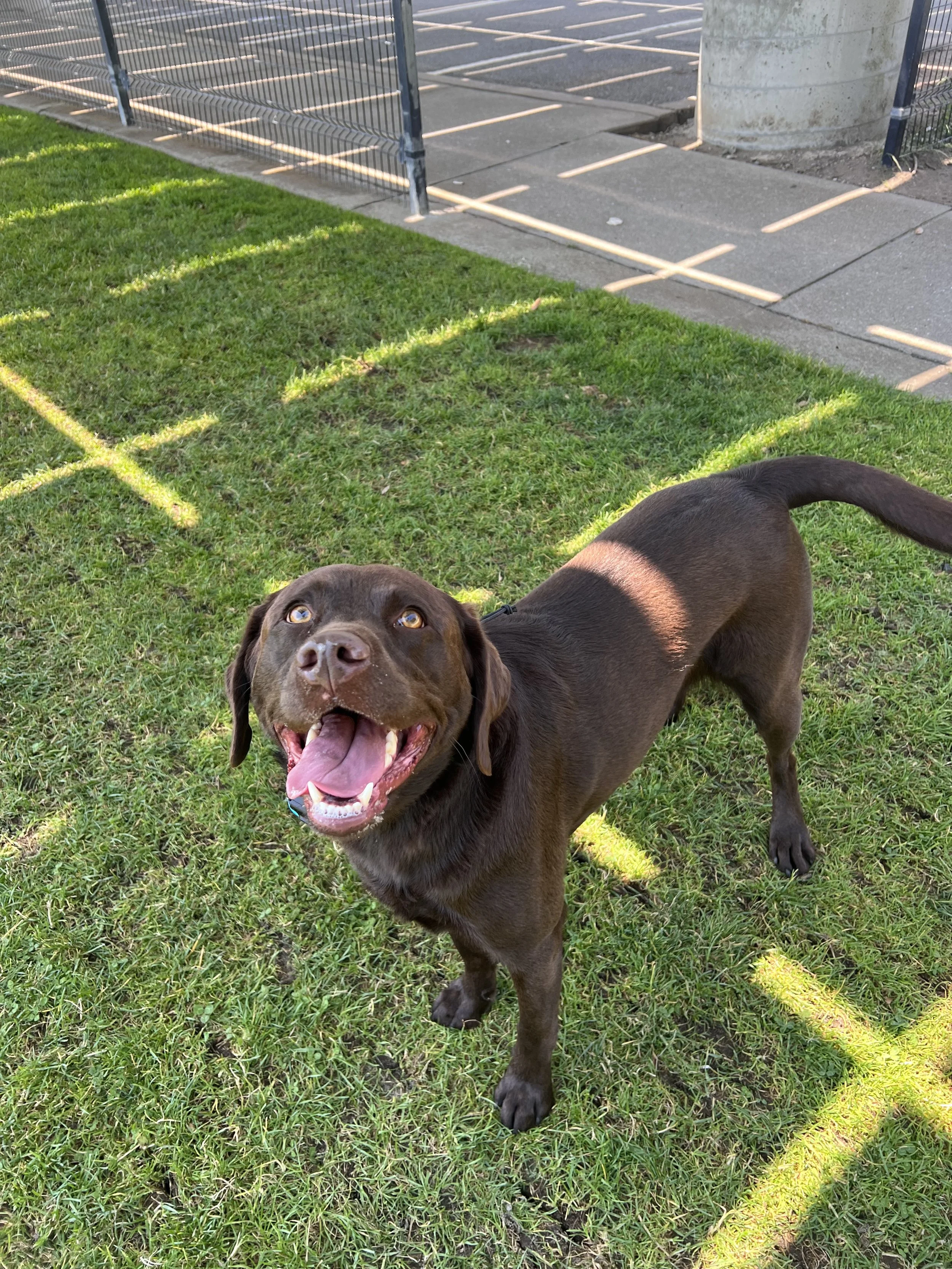 Sadie the Chocolate Lab is a happy girl when she comes to board with me while her parents are on vacation!