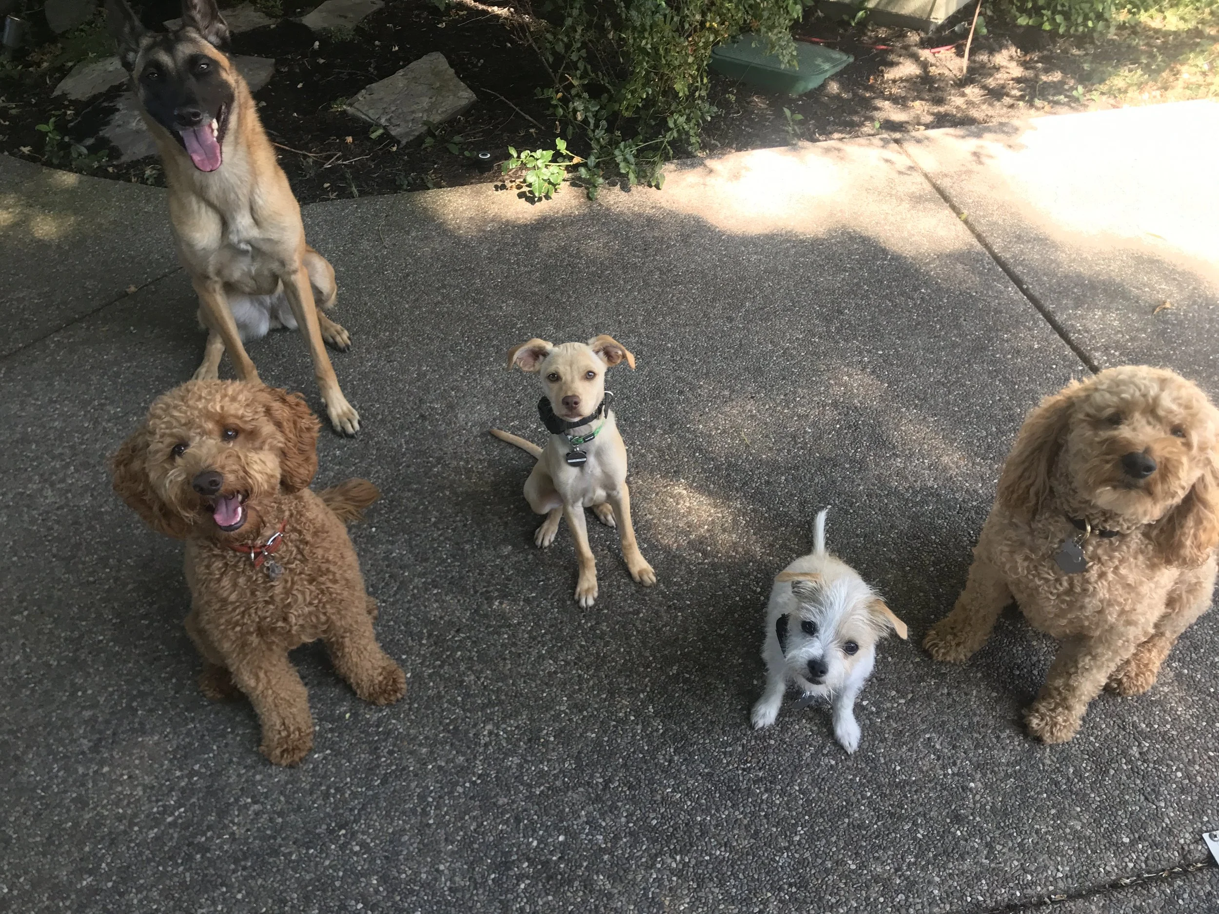 Bogie the Belgian Malinois, Sammy the Goldendoodle, and three dogs in board and train dog training program in the Bay Area.