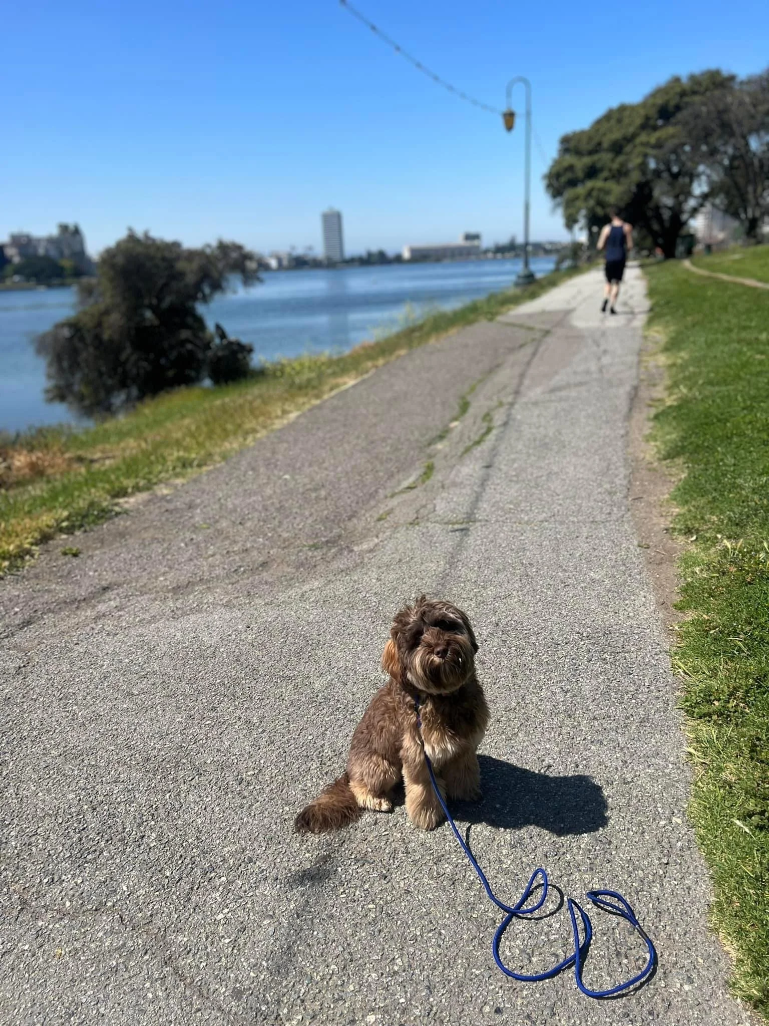 Danny the Bernadoodle training at Lake Merritt in Oakland. Danny was a really nervous puppy when she first came to me, but left her program happy, confident and able to enjoy adventures in many locations!