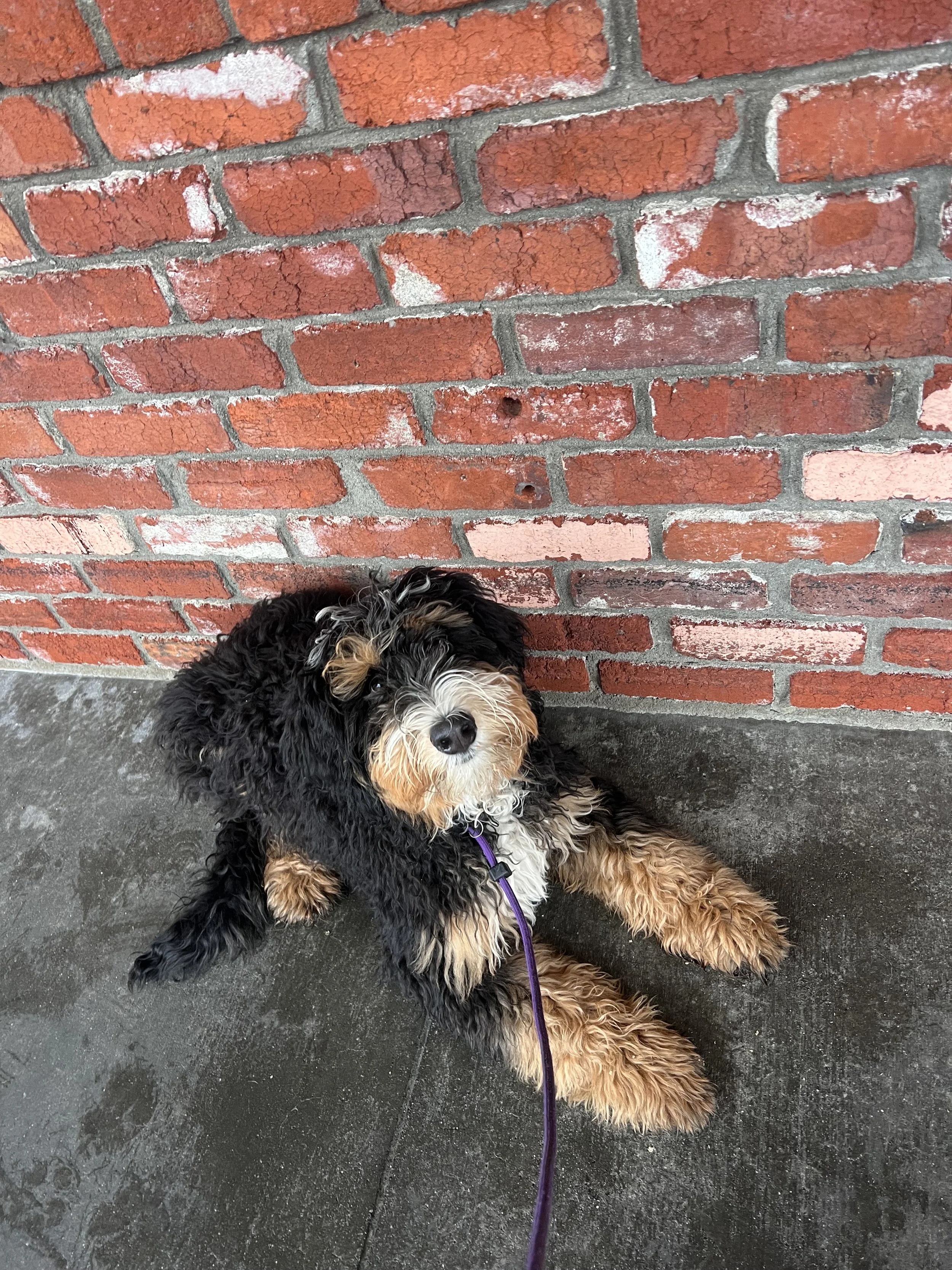 Charlie the Bernadoodle puppy in his puppy jumpstart board and train program! He was on a socialization and dog training outing in Lafayette. 