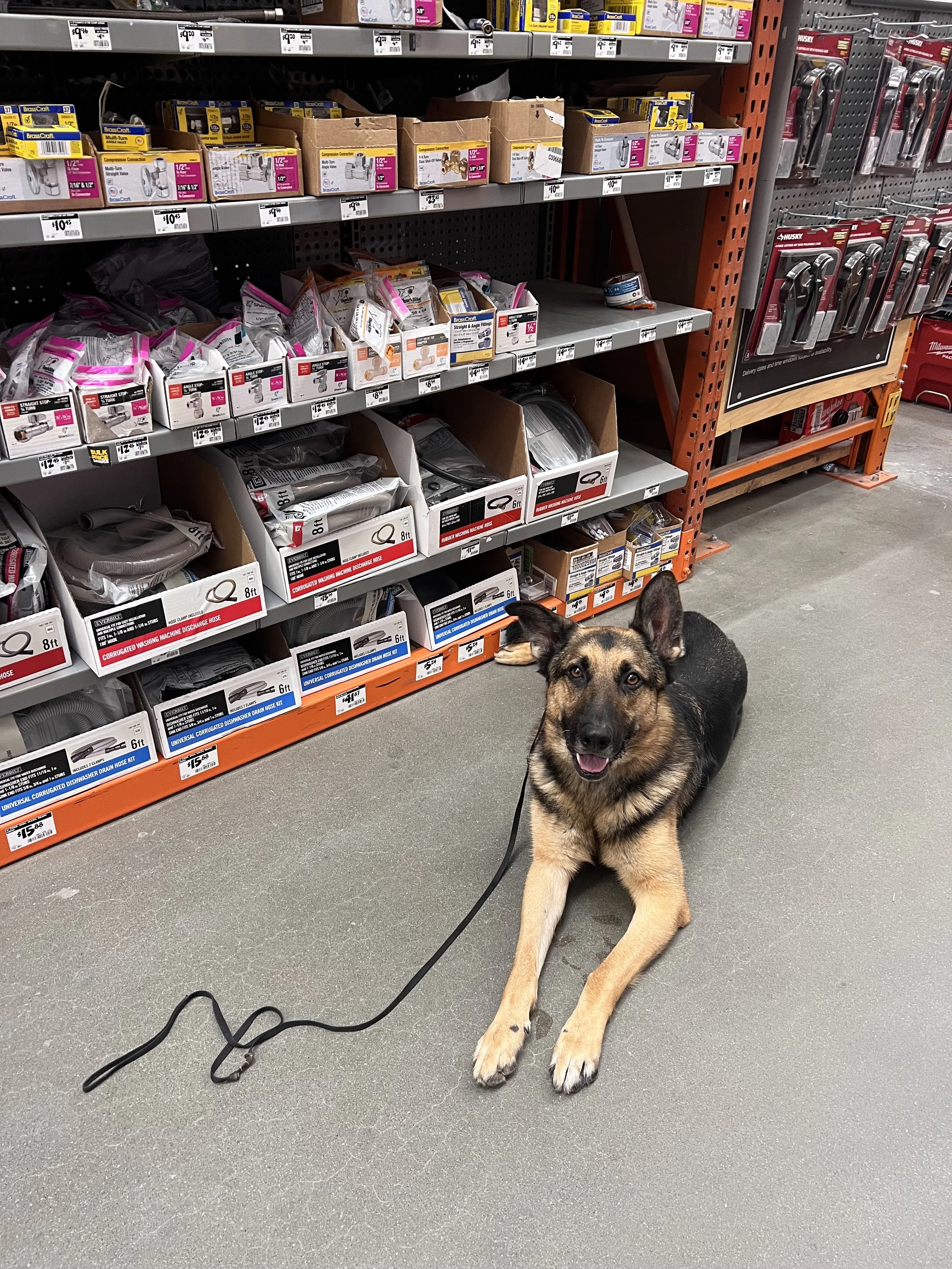 Ollie the rescue German Shepherd dog training in Home Depot in the Bay Area. He was learning how to focus around distractions and feel less anxious in public.  