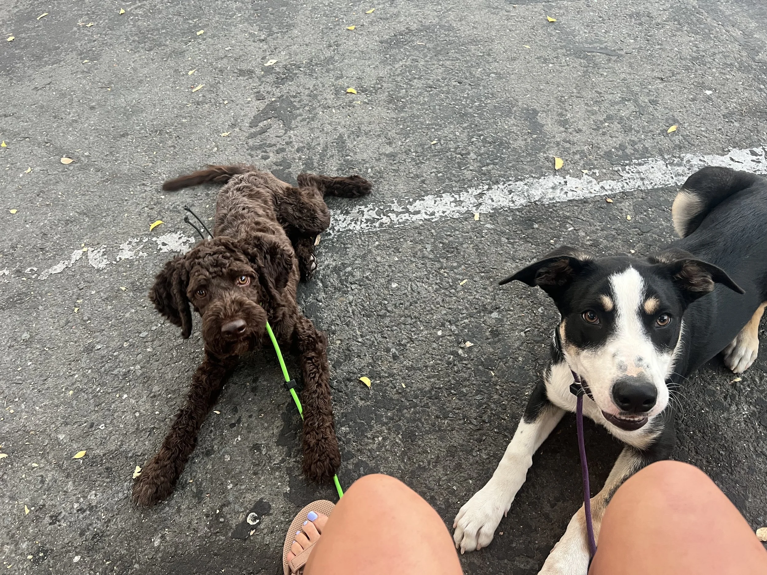 Truffle the Lagotto Romagnolo and Bear the rescue dog enjoying a dog training outing together in Lafayette.