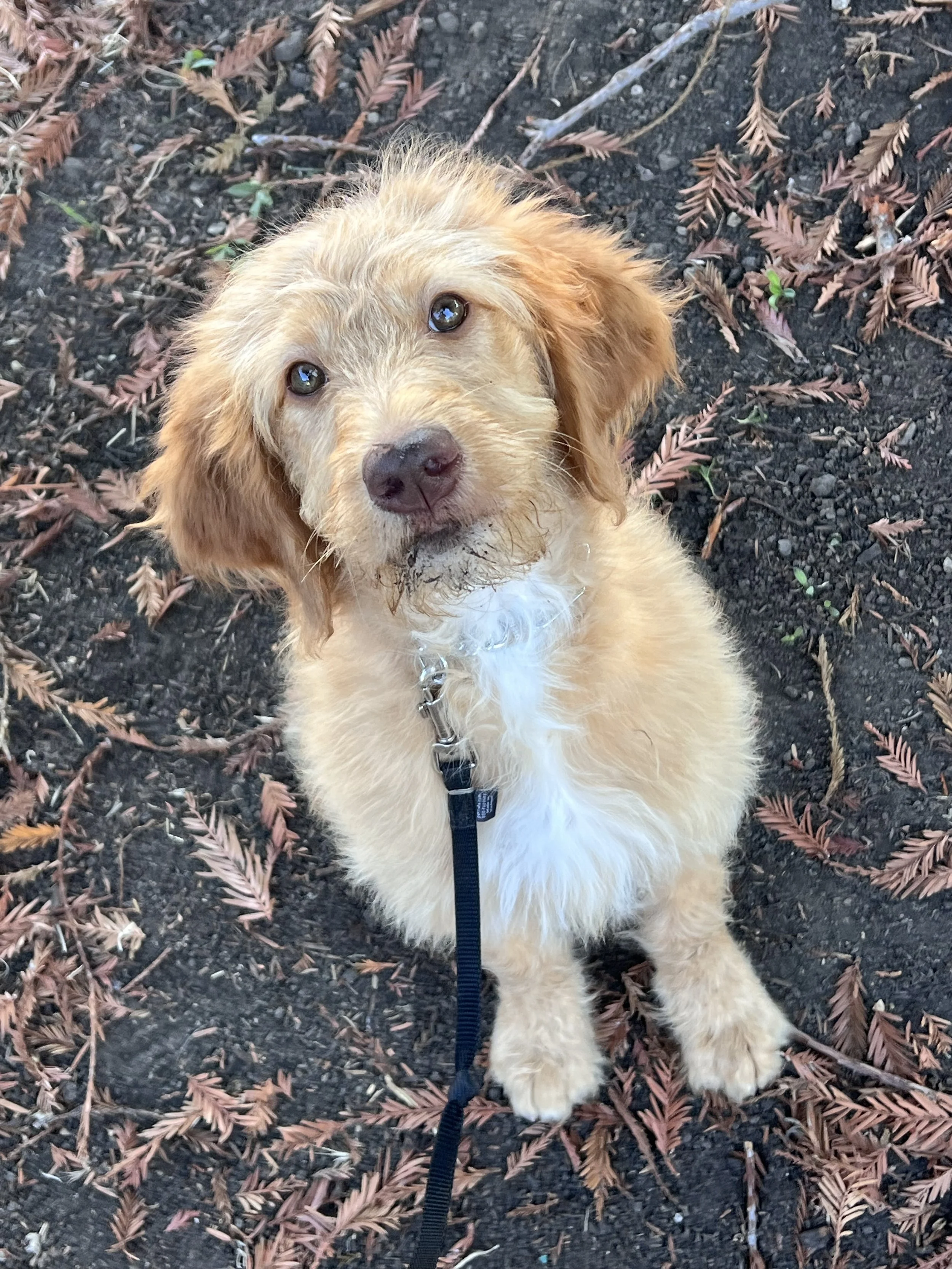 Nala the goldendoodle puppy during a private, one-on-one dog training session with her owner during her Puppy Jumpstart dog training program.