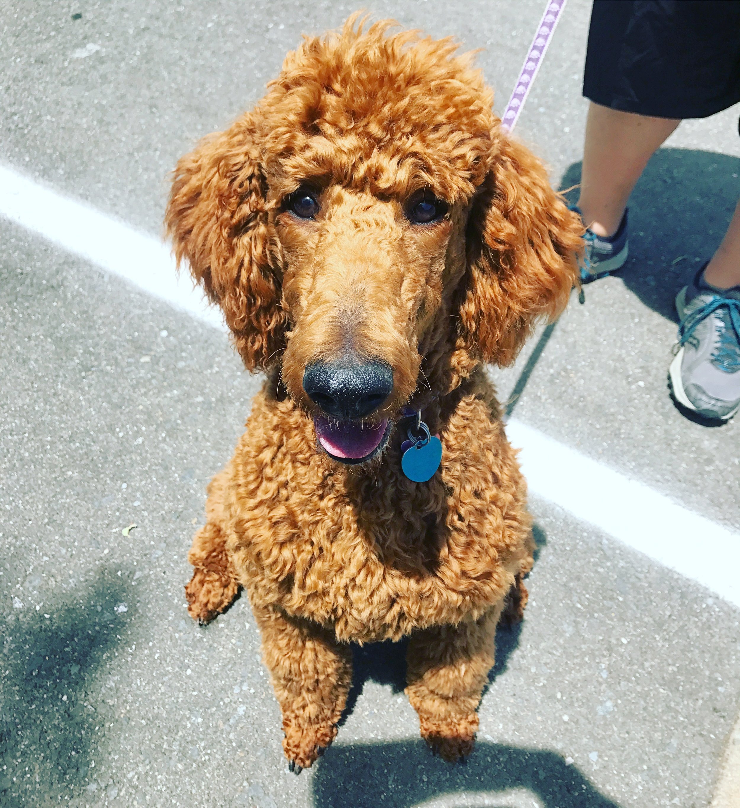 Stella the Standard Poodle during a private, one-on-one dog training session in Lafayette.