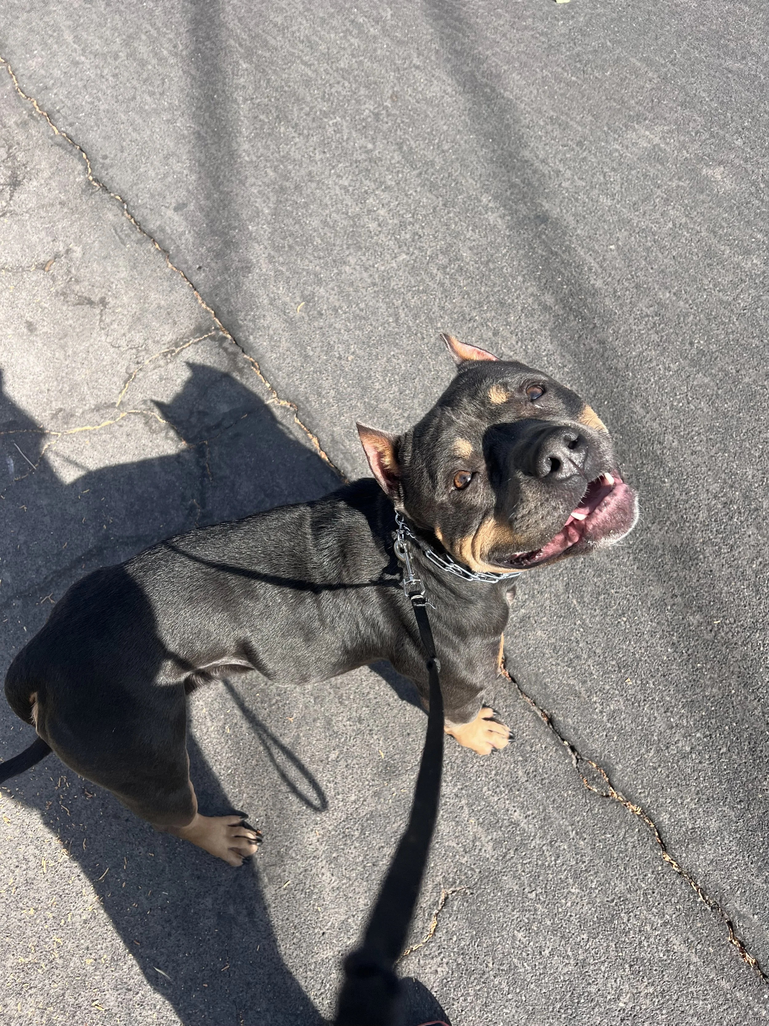 Jada the American Bully learning loose-leash walking during her board and train dog training program.
