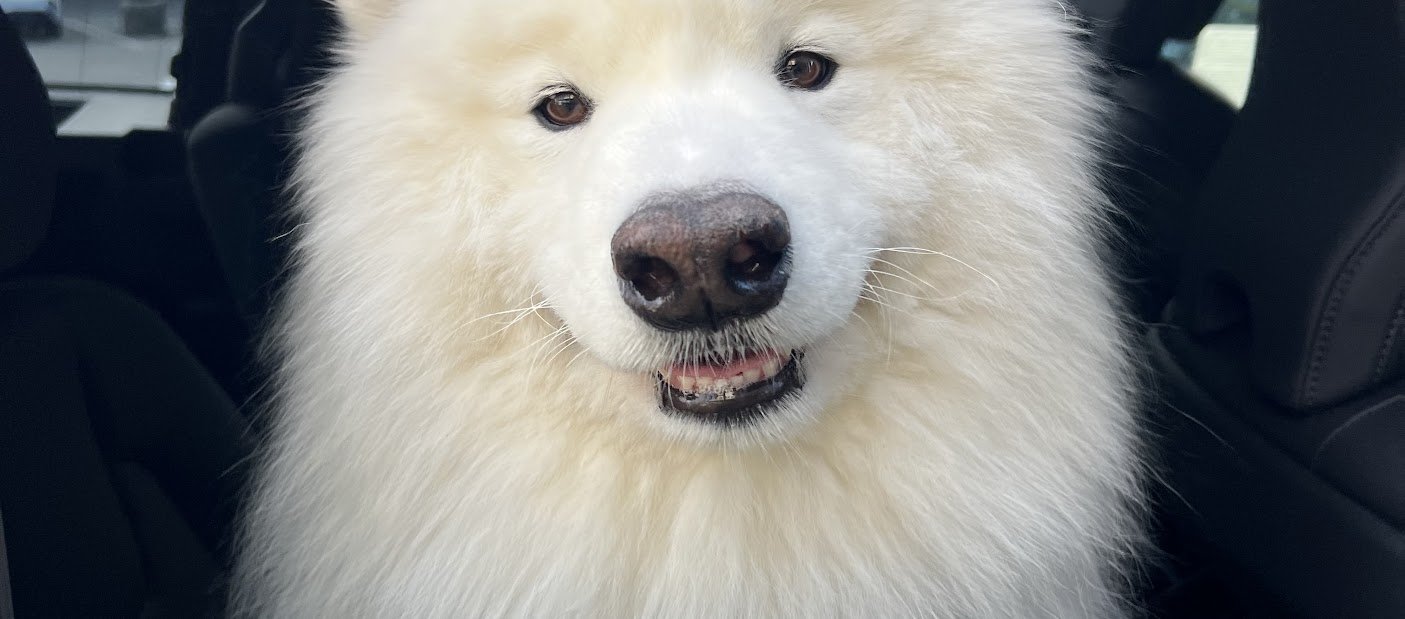 Samoyed, Northern California dog trainer