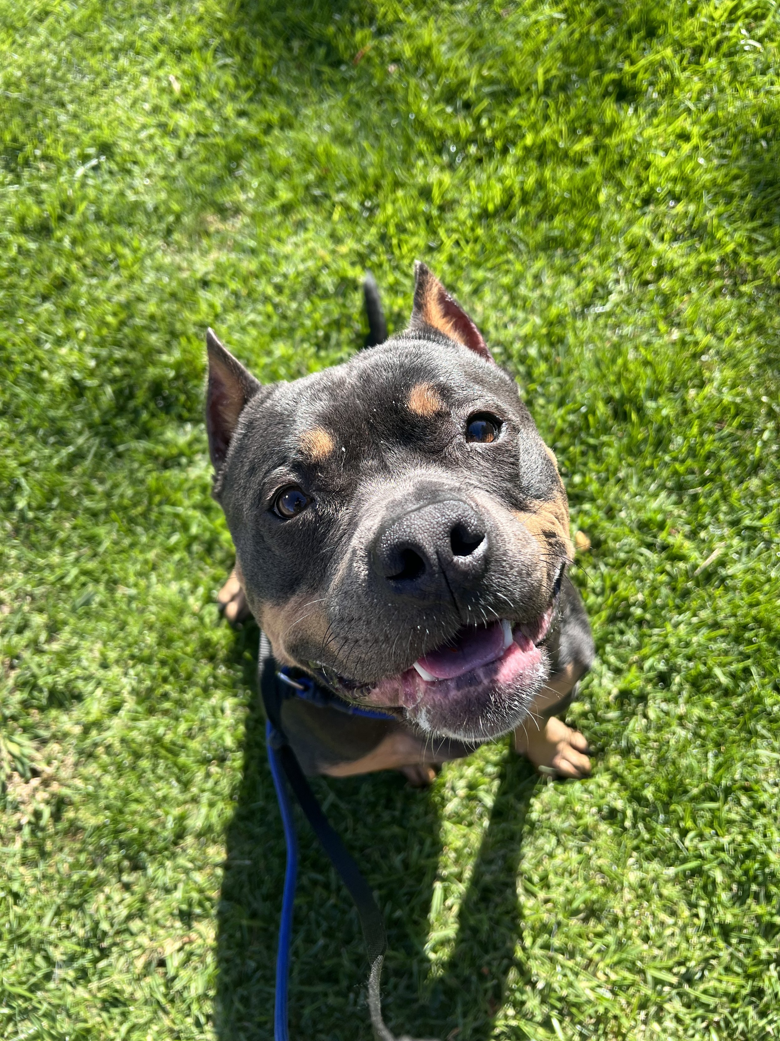 Jada the American Bully learning how to not be reactive to dogs and loose leash walk at the park in Walnut Creek.