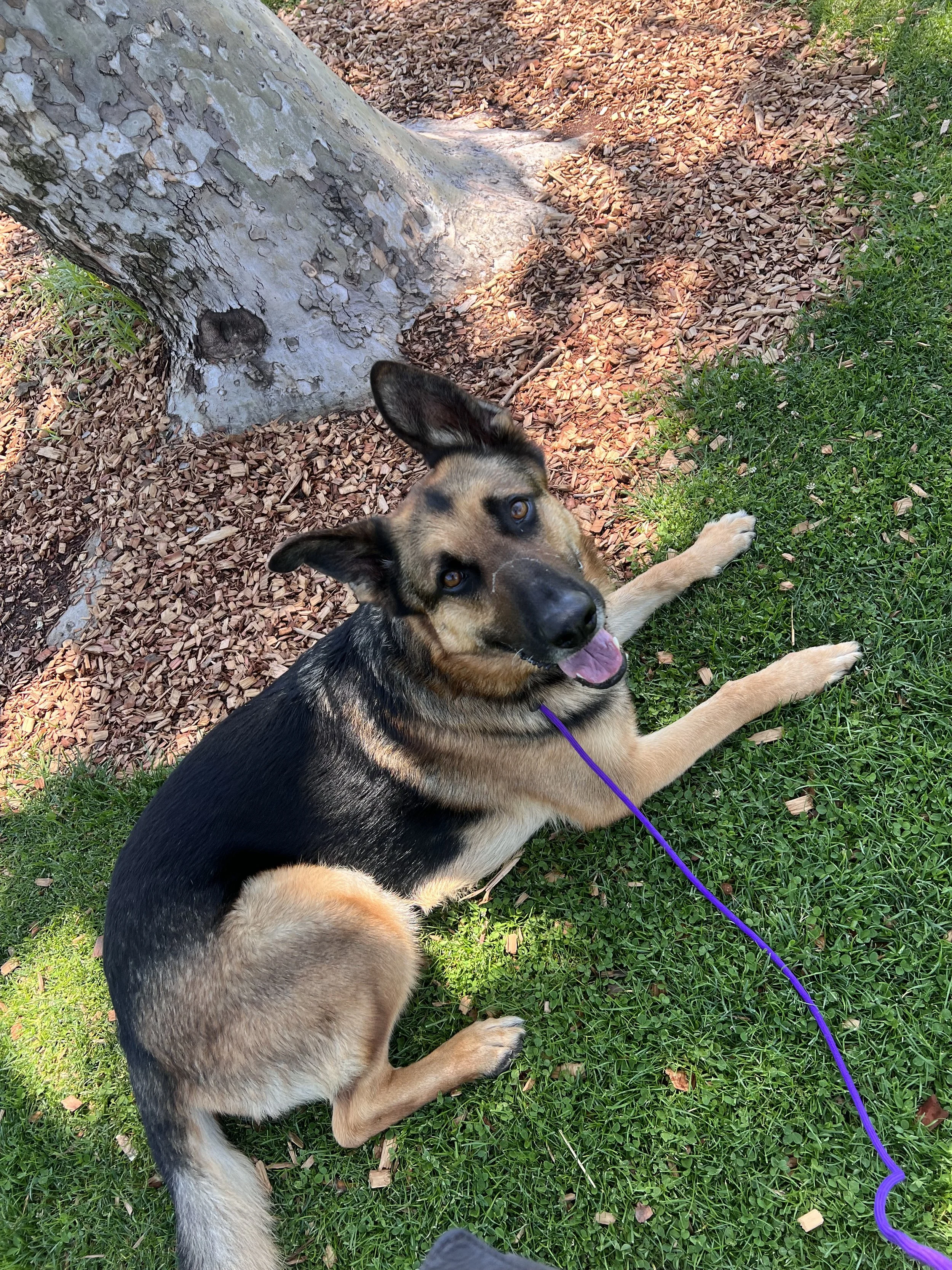 Ollie the rescue German Shepherd learning loose leash walking, and how to not react to other dogs in Walnut Creek.