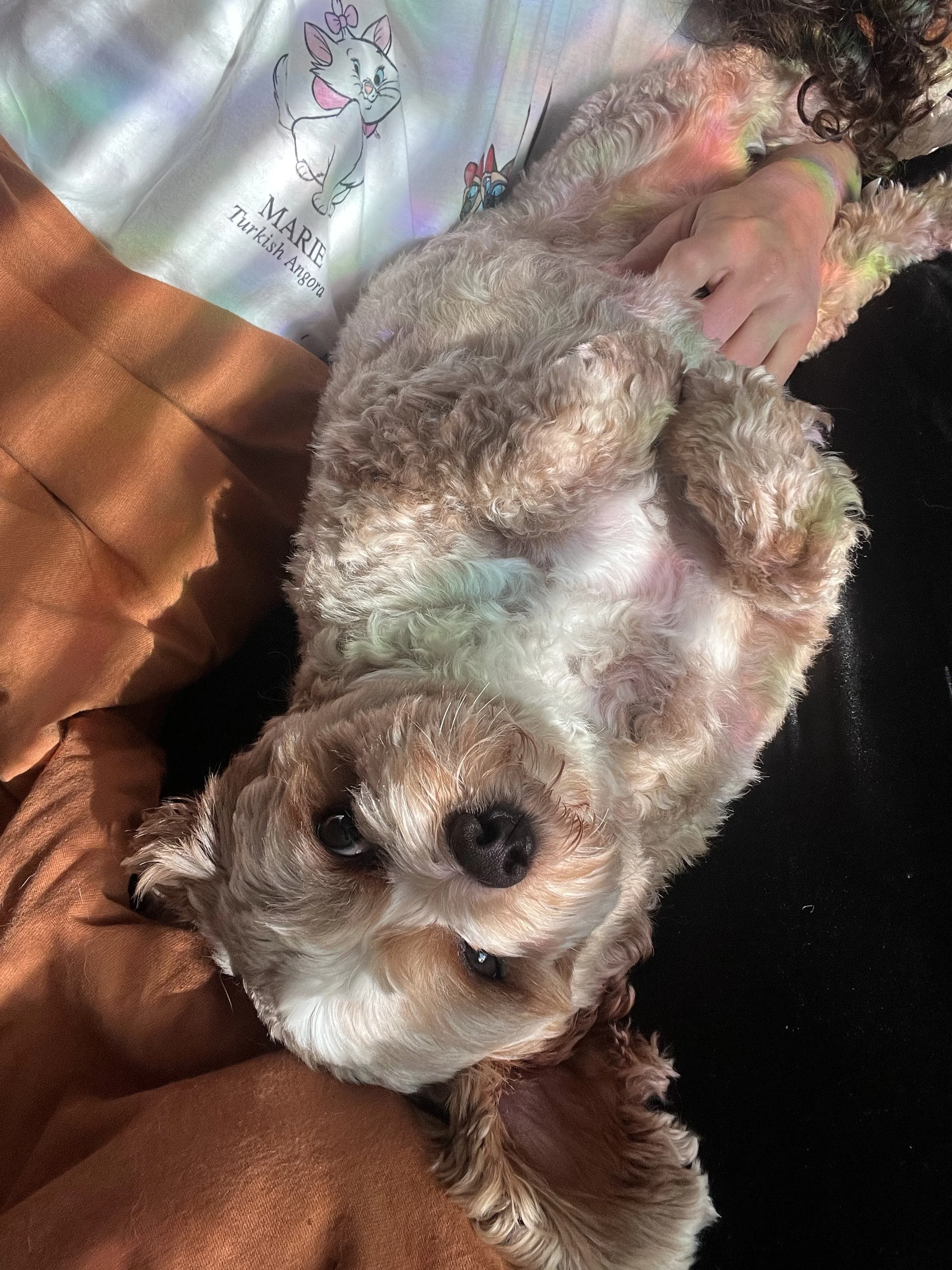 Rusty the Cavapoo enjoying his luxury stay boarding with me. :)