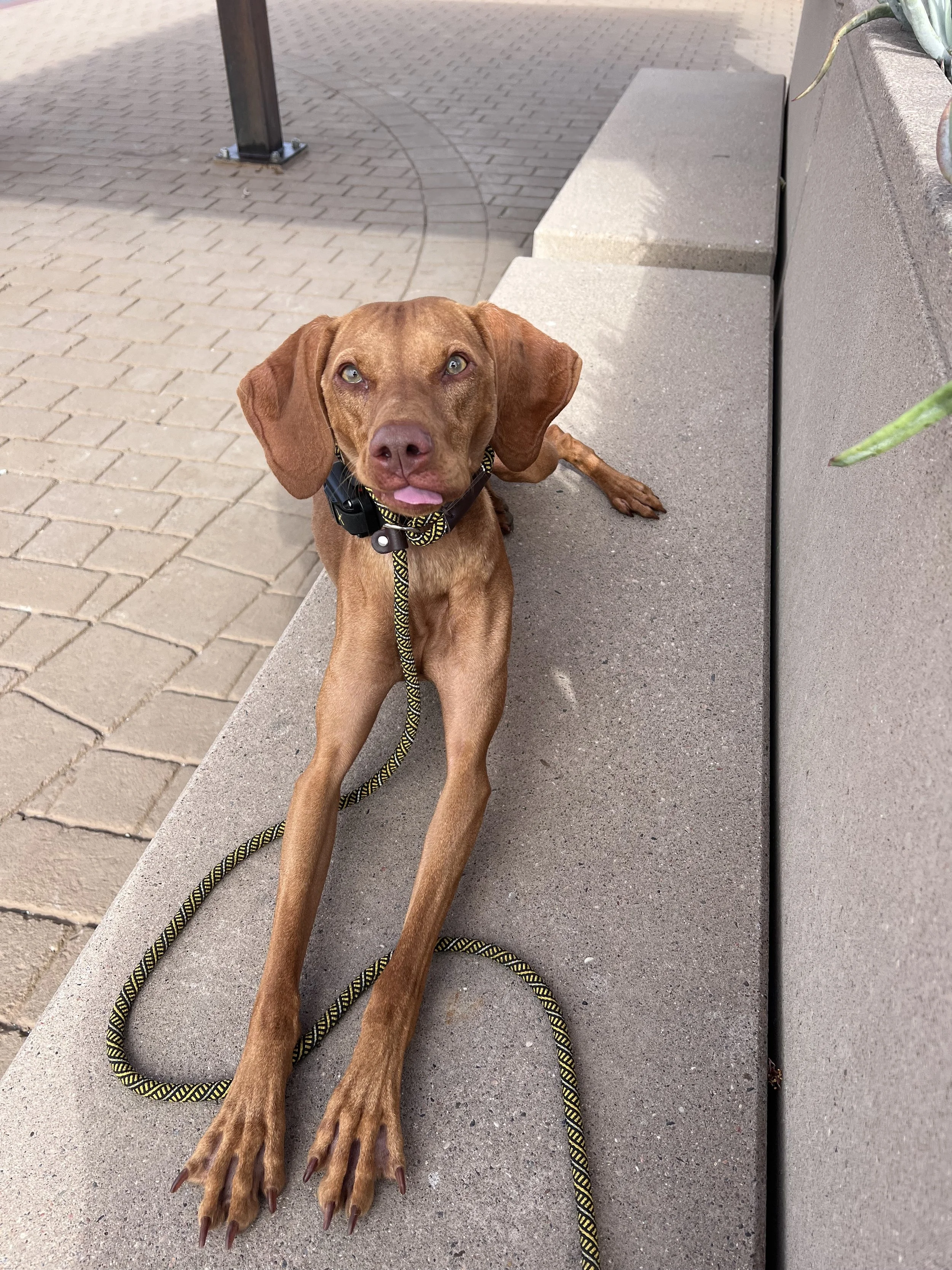 Cookie the Vizsla during a dog training session at the Lafayette Reservoir. Cookie was an incredibly anxious puppy--afraid of everything! After her Behavior Modification Program, she is now able to travel around Lamorinda and feel happy and confident