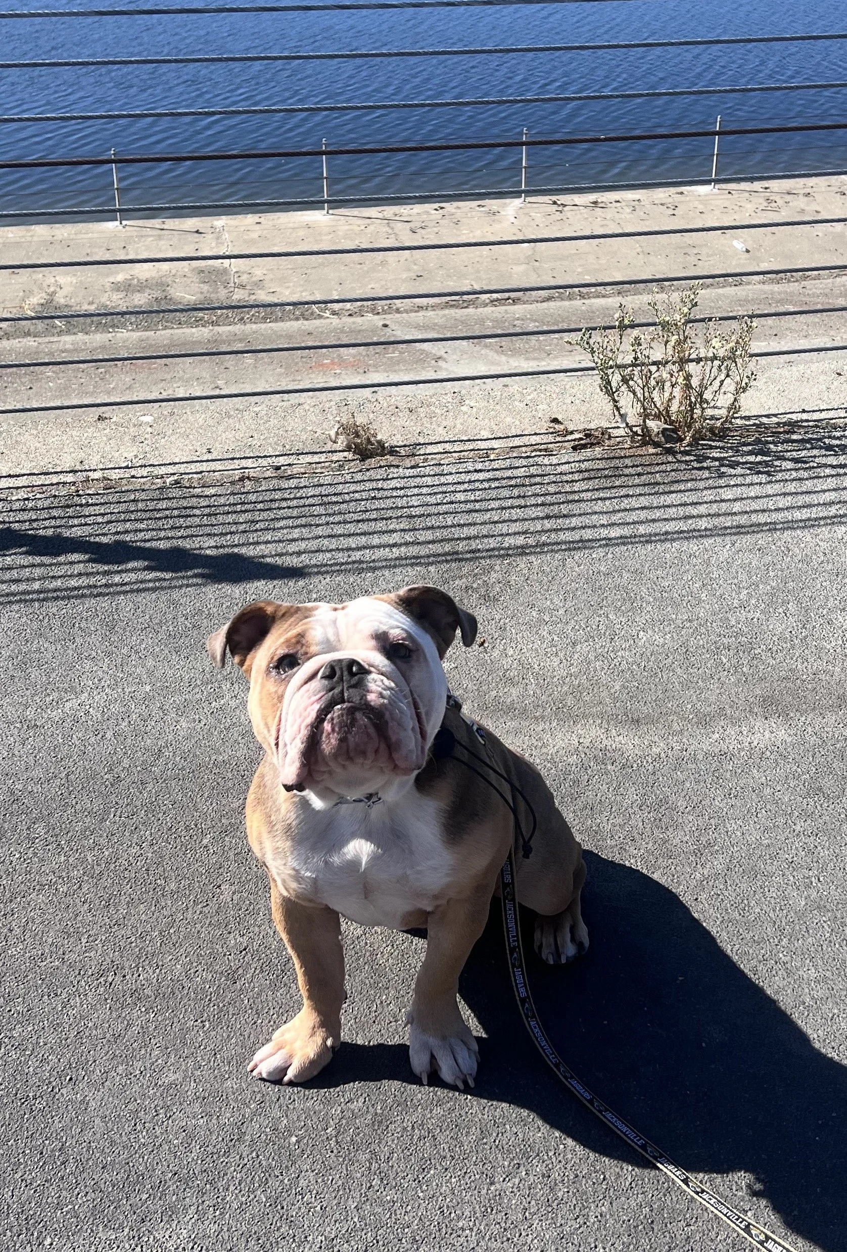 Penny the English Bull Dog training at the Lafayette Reservoir!