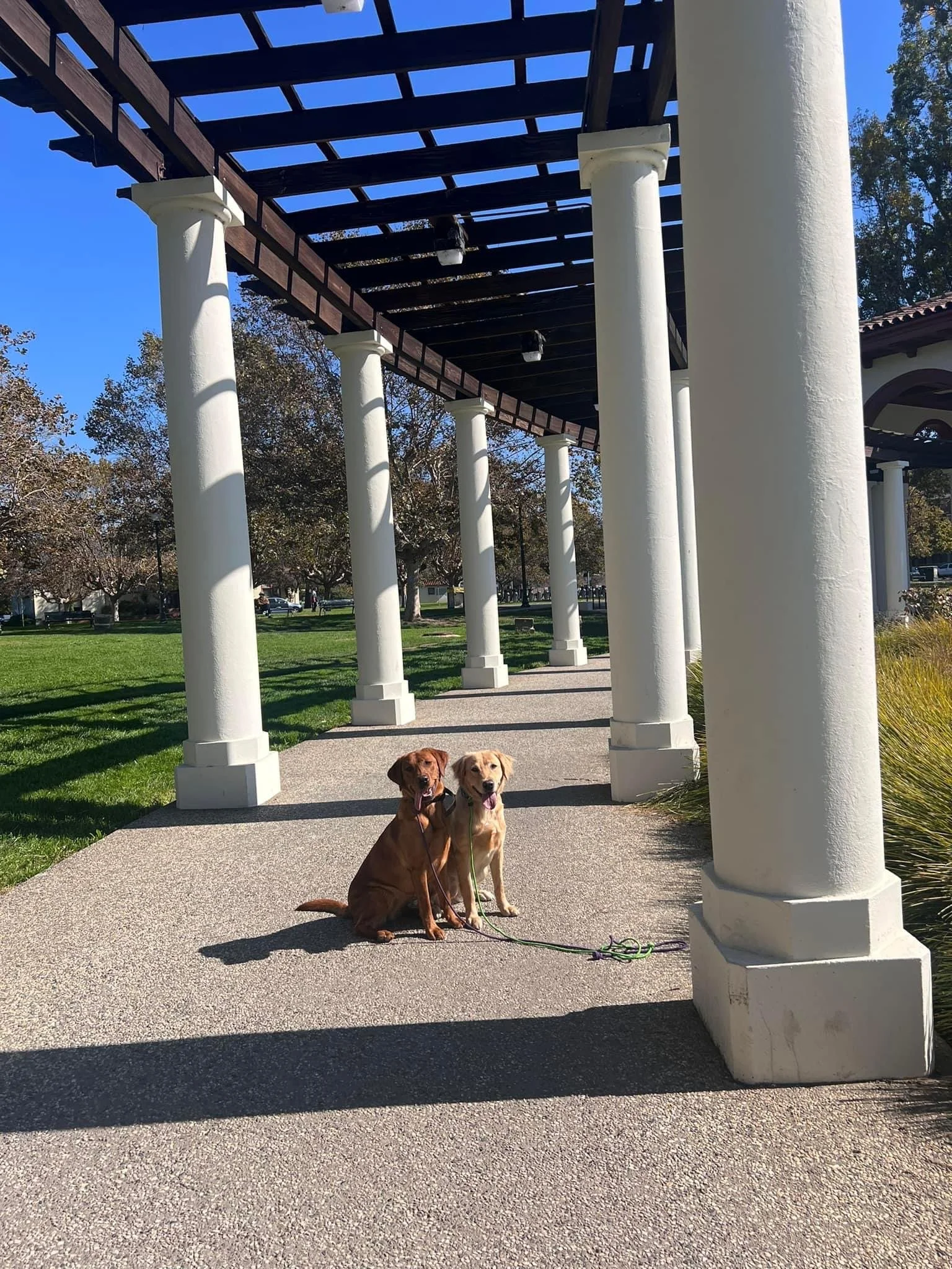Group dog training session at Lake Merritt in Oakland. 