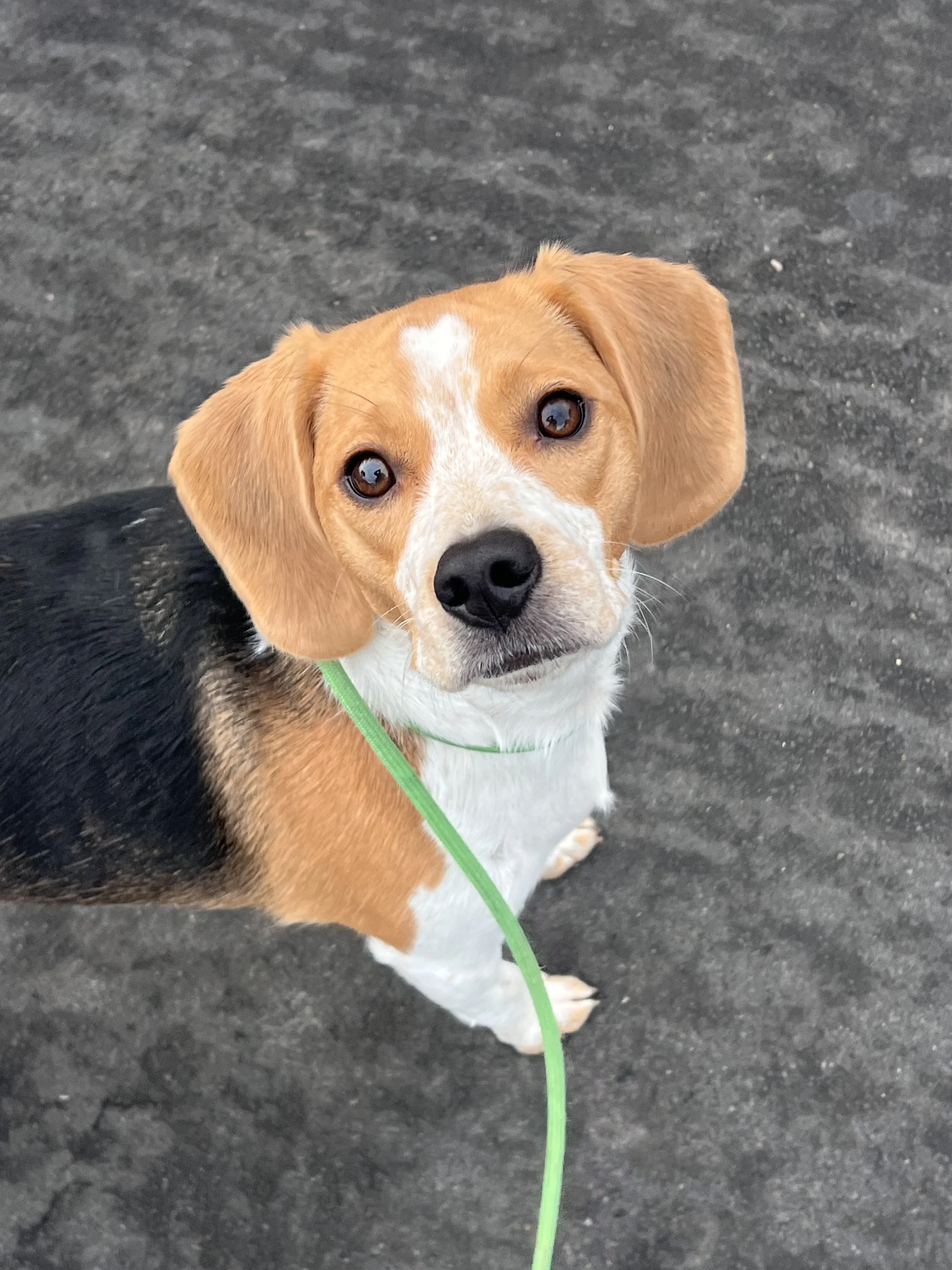 Chloe the Beagle learning loose leash walking in during a private dog training session in Walnut Creek.