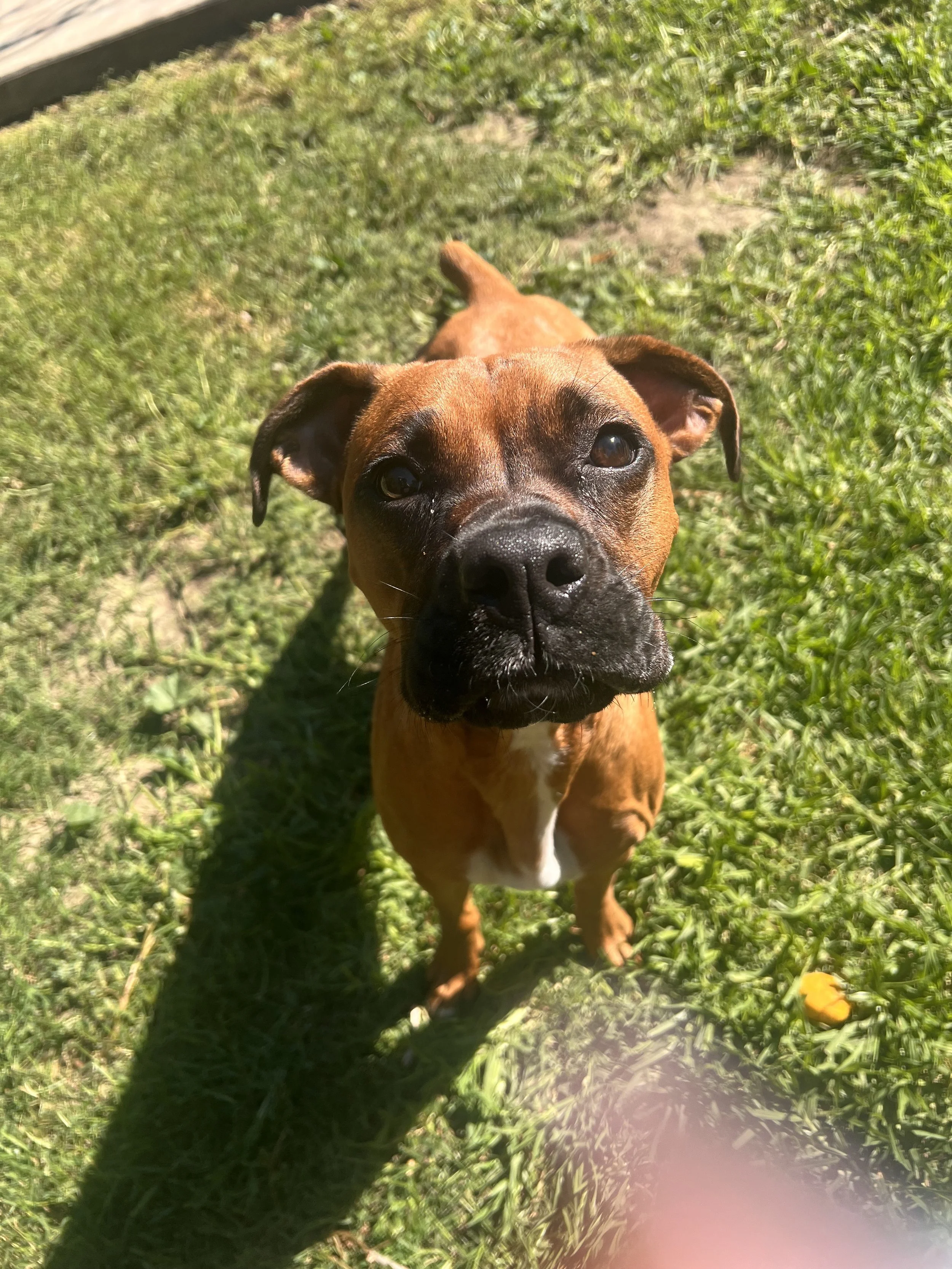 Lucy the rescue dog Boxer in her dog training board and train program in Walnut Creek. 