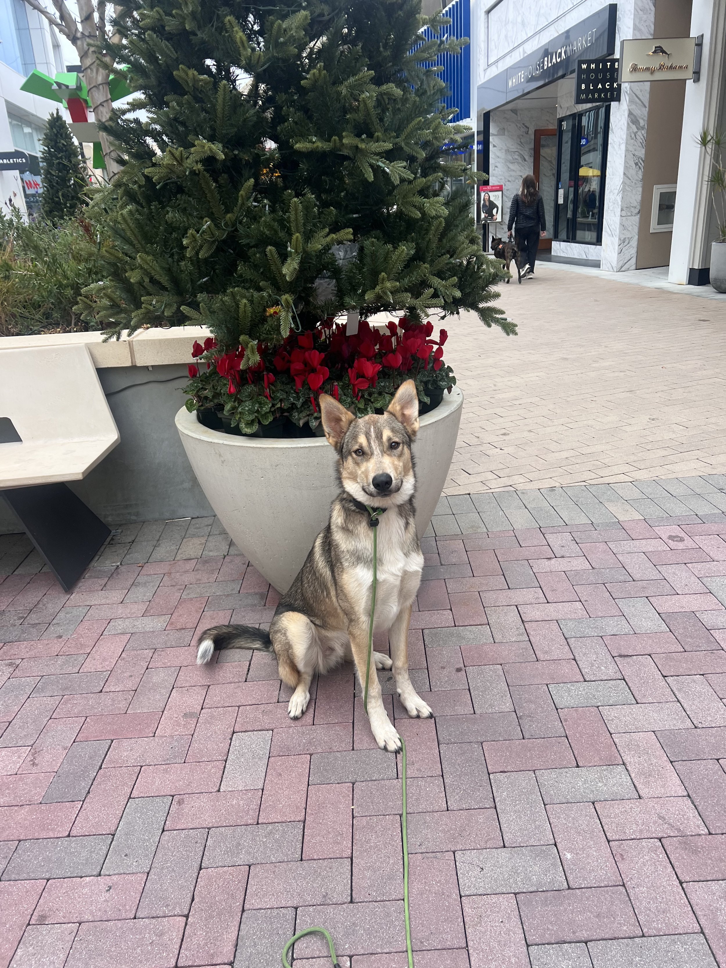 Flash the rescue dog Husky mix dog training in Broadway Plaza in Walnut Creek. He was learning how to be well behaved around distractions.