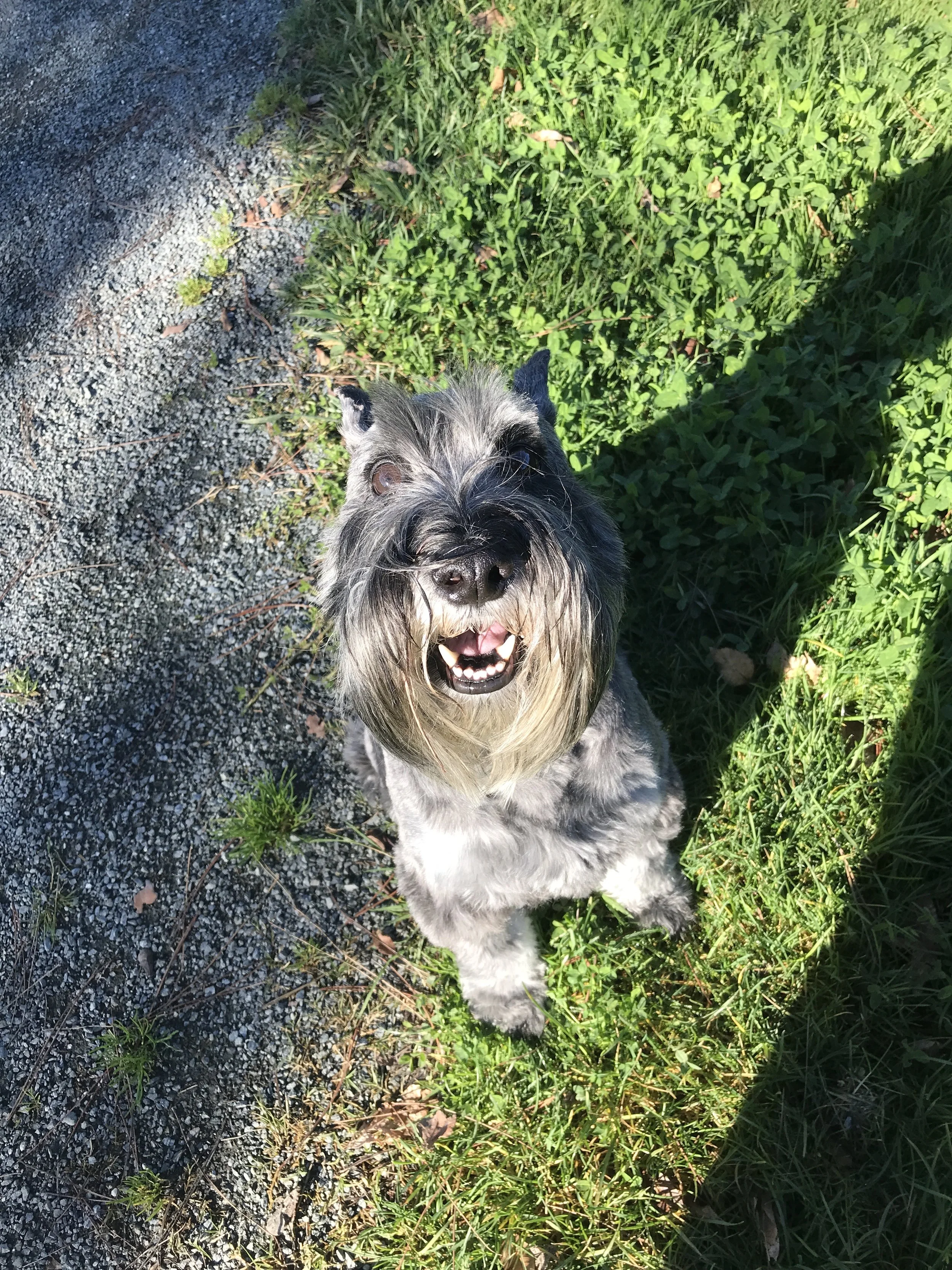 Miniature Schnauzer dog training during his board and train dog training program in the Bay Area.