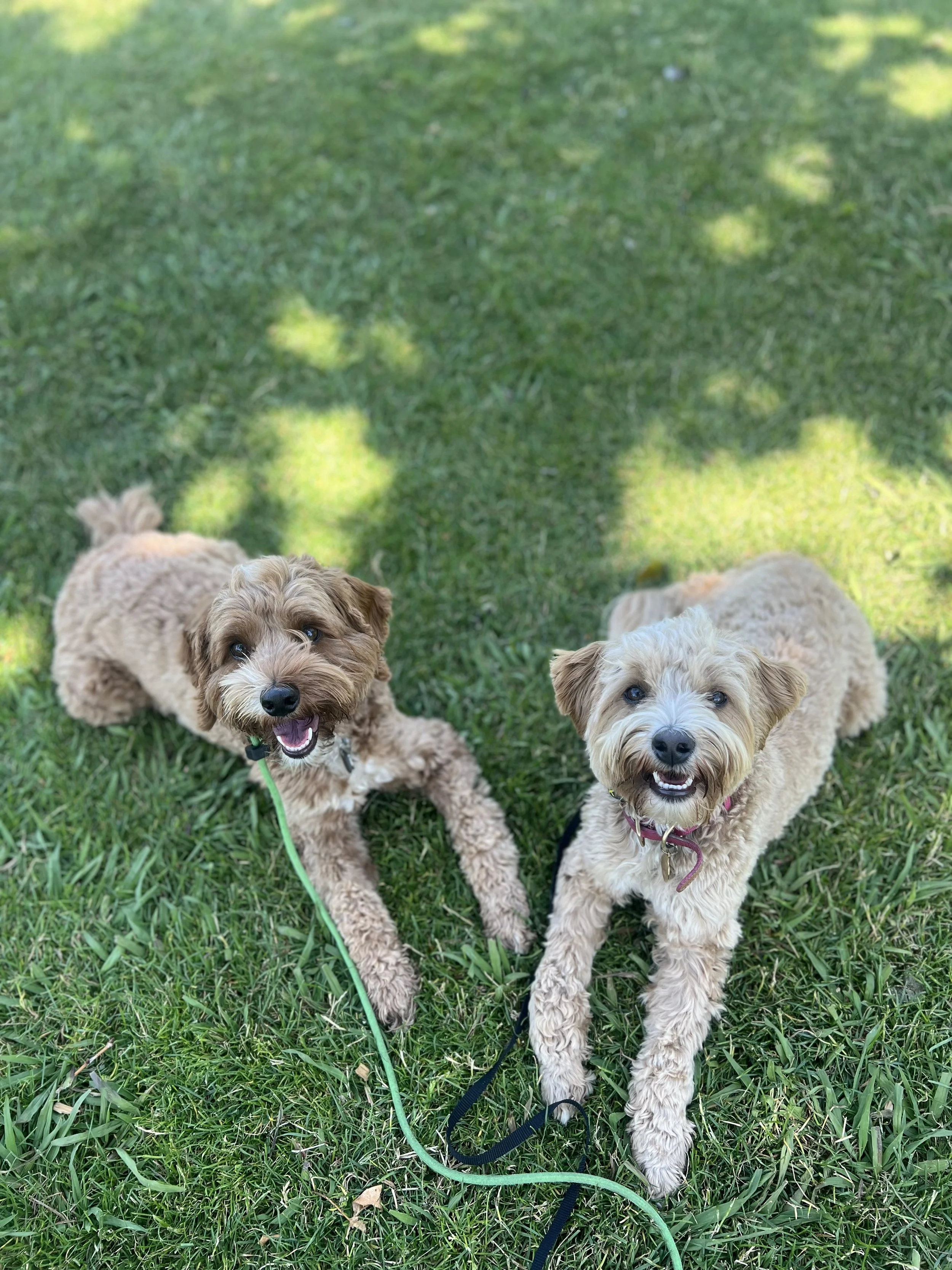 Mini Australian Labradoodles Lucky and Honey, from Darby Park Doodles, enjoying a dog training session together at a park in Walnut Creek during their board and train programs. 