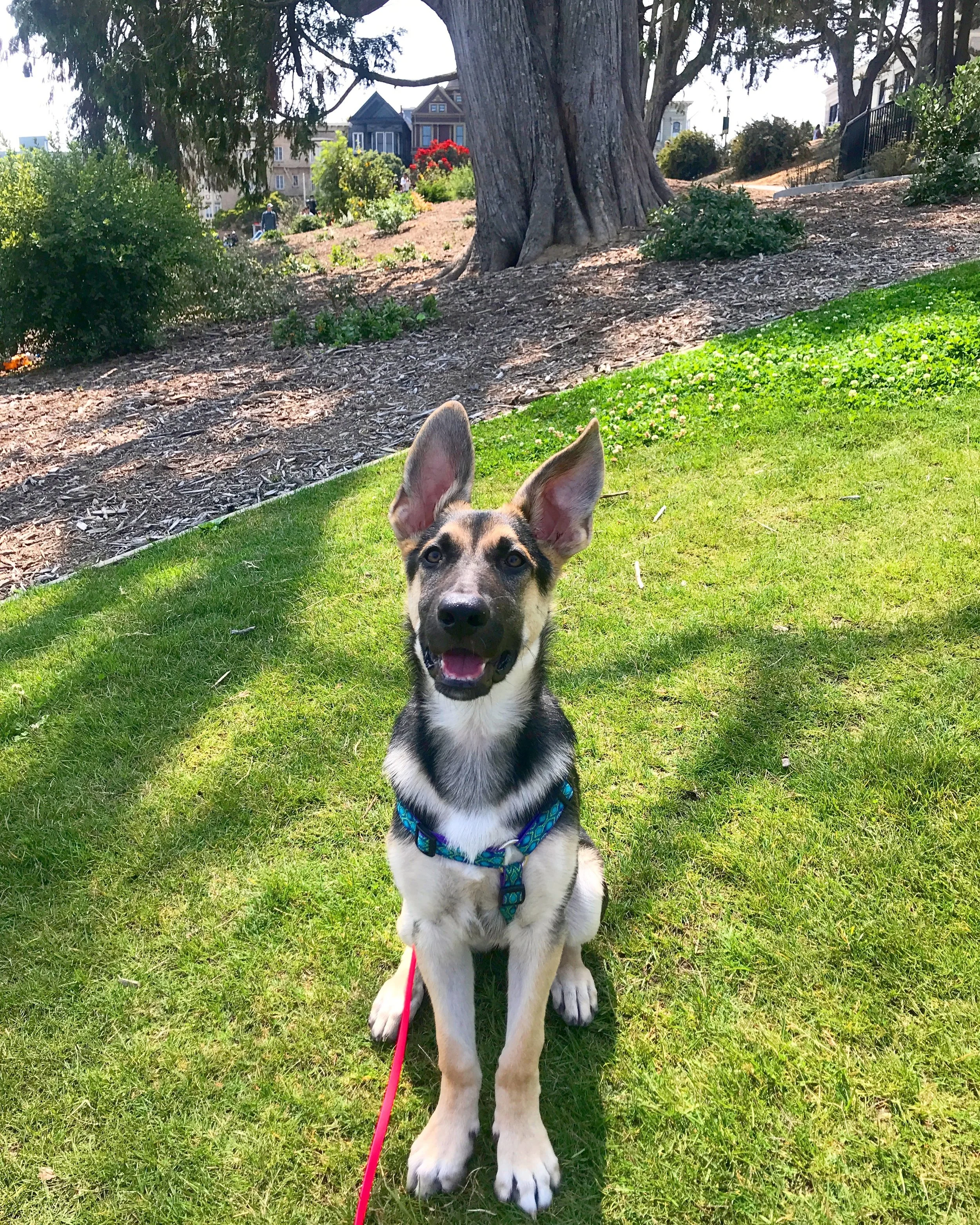 Dog training at a park in San Francisco with the cutest German Shepherd puppy.
