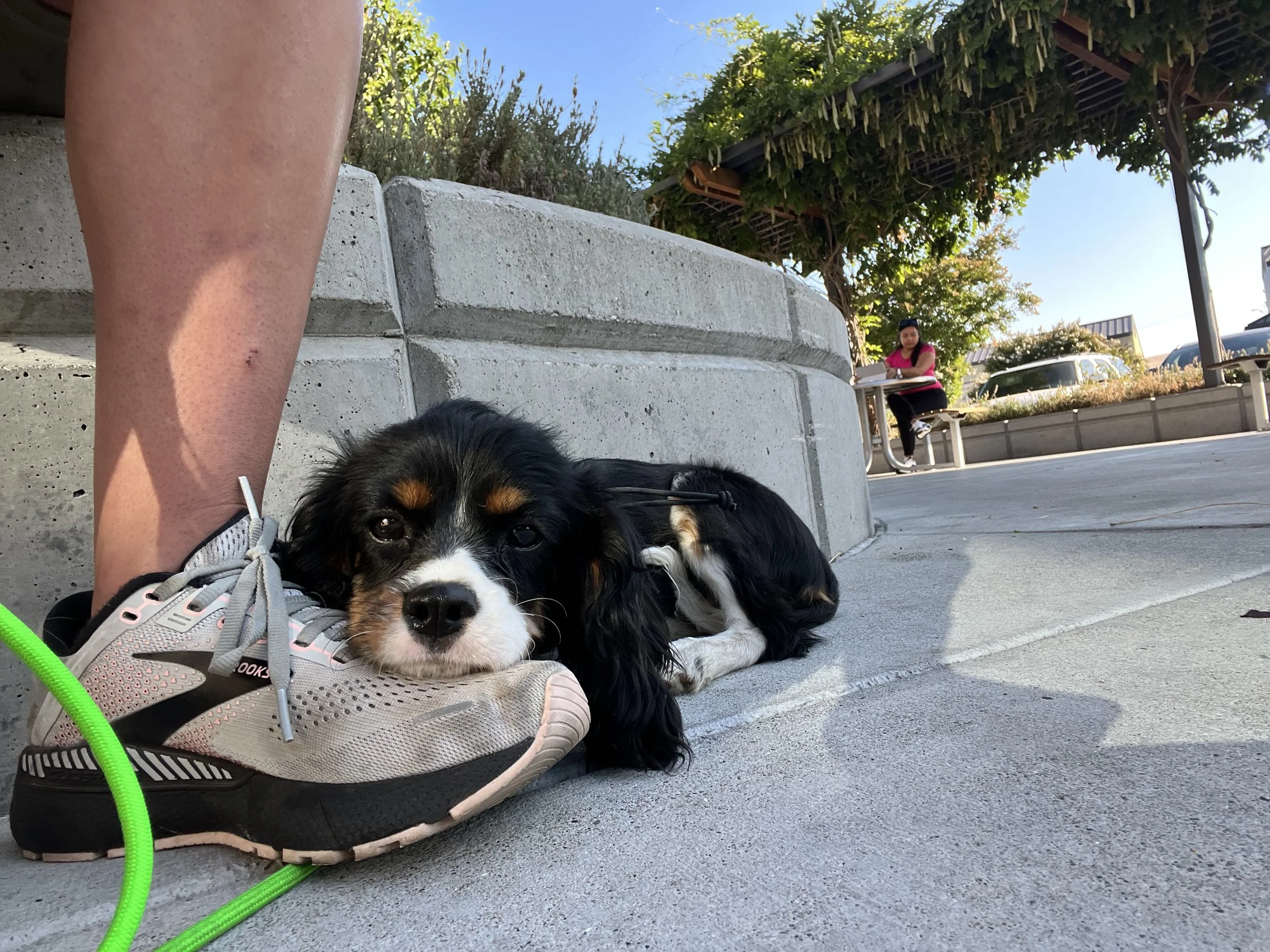 The cutest Cavalier King Charles Spaniel puppy taking a rest during his dog training outing in Walnut Creek. 