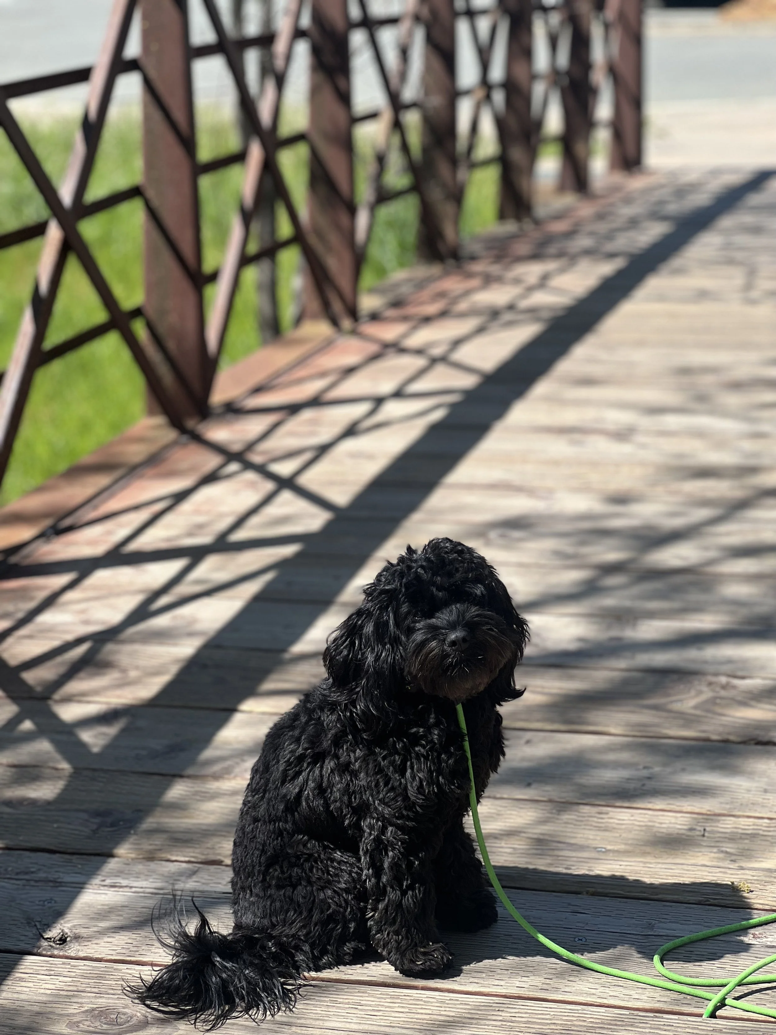 Sherlock the mini Australian Labradoodle having a dog training session during his board and train program in the Bay Area.