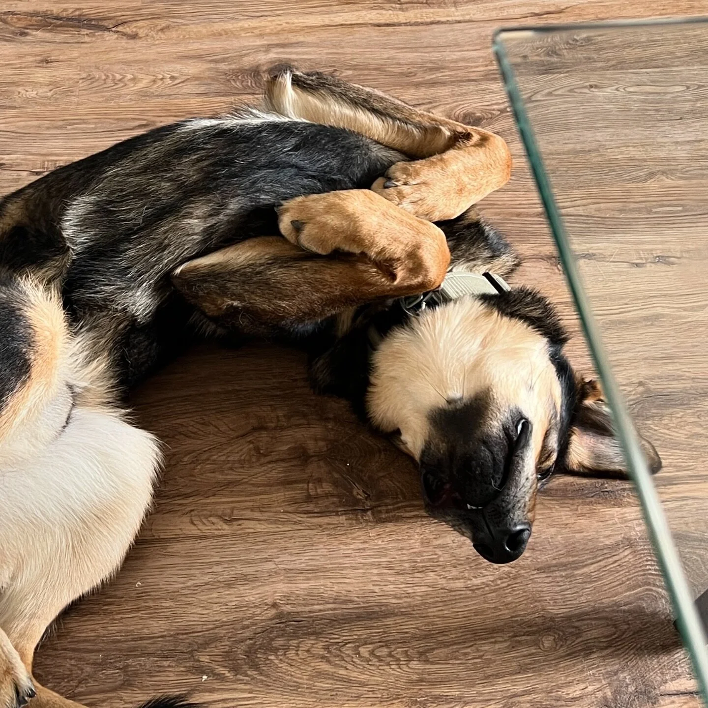 Safe to say we are pet approved!

We have access to lots of pet friendly options lets work together to find a beautiful scratch &amp; &ldquo;spill&rdquo; resistant floor for your home! Check out our website or message us to learn more!