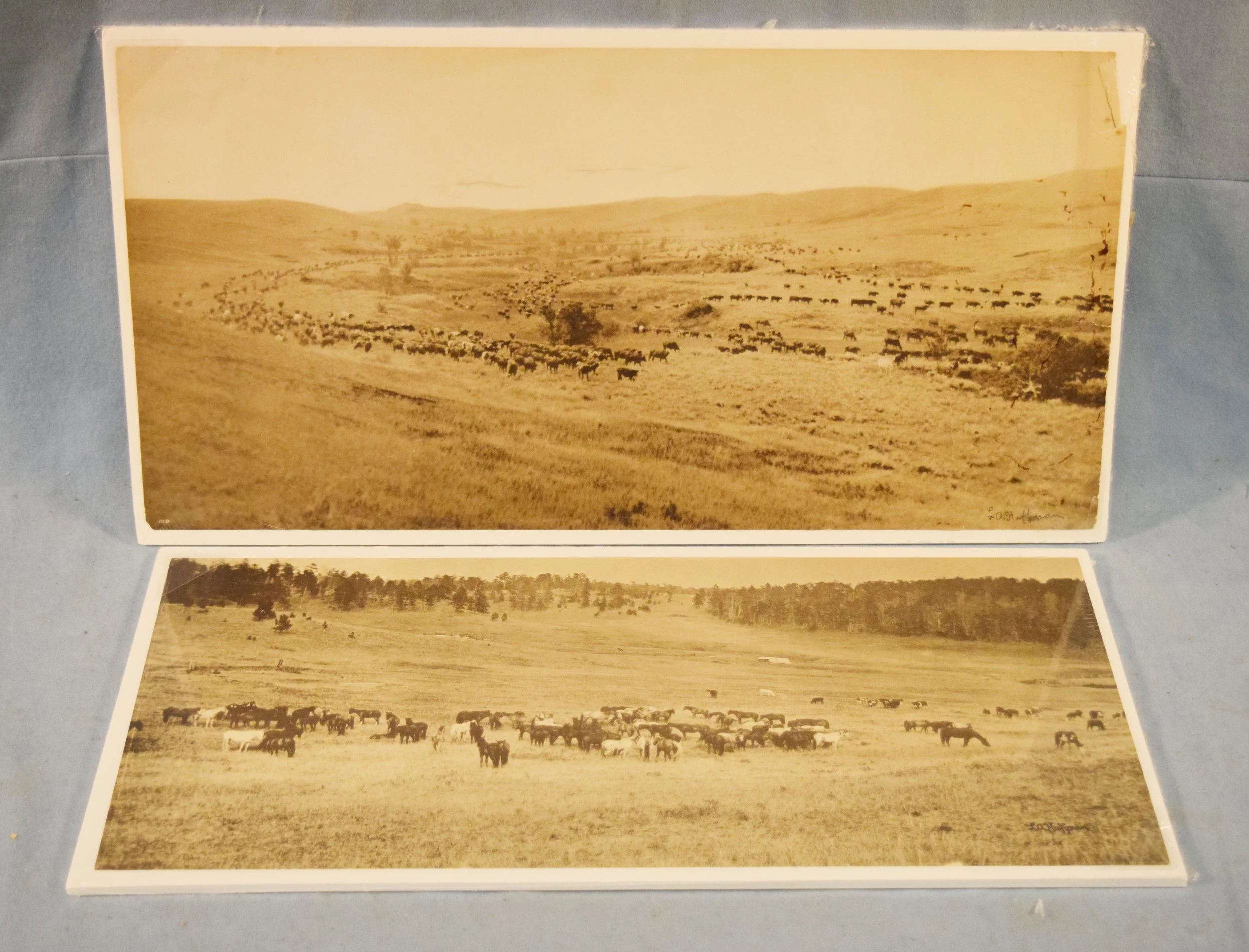 (2) L.A. Huffman prints: Cattle Grazing, 10" x 19.5" & Remuda on the Prairie, 8.75" x 18.5"