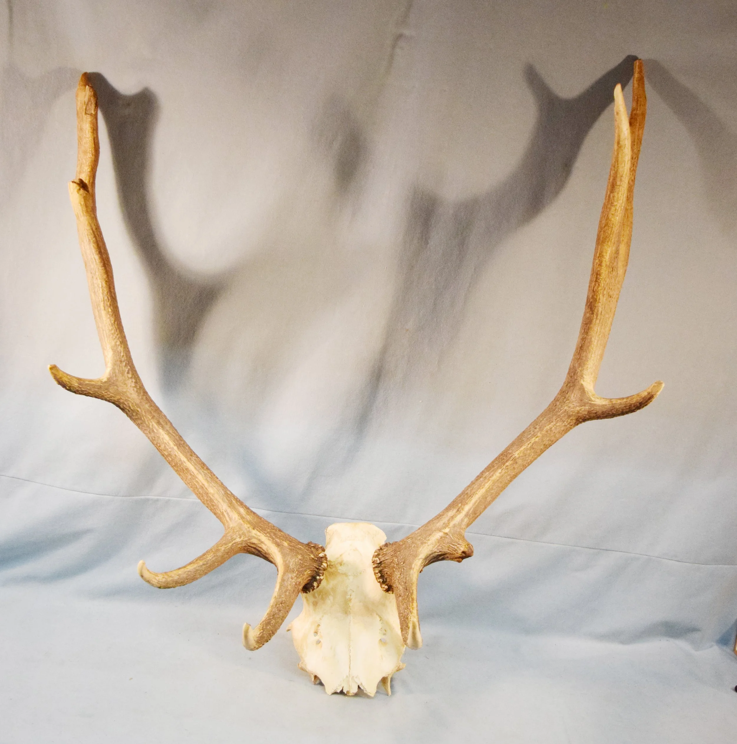 Elk horn mount