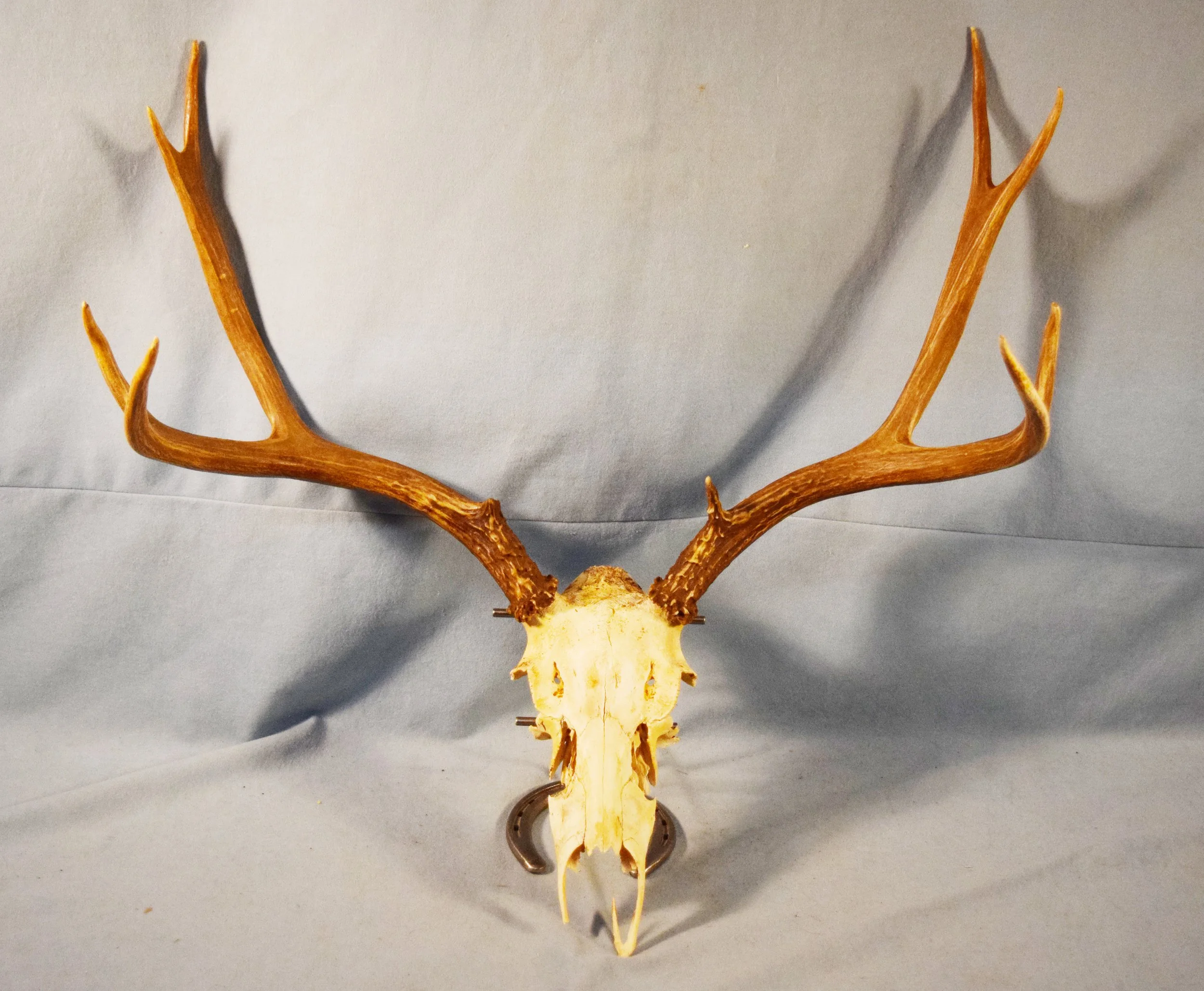 Mule deer horn mount