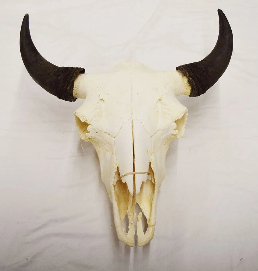 Buffalo skull, 23" tip to tip
