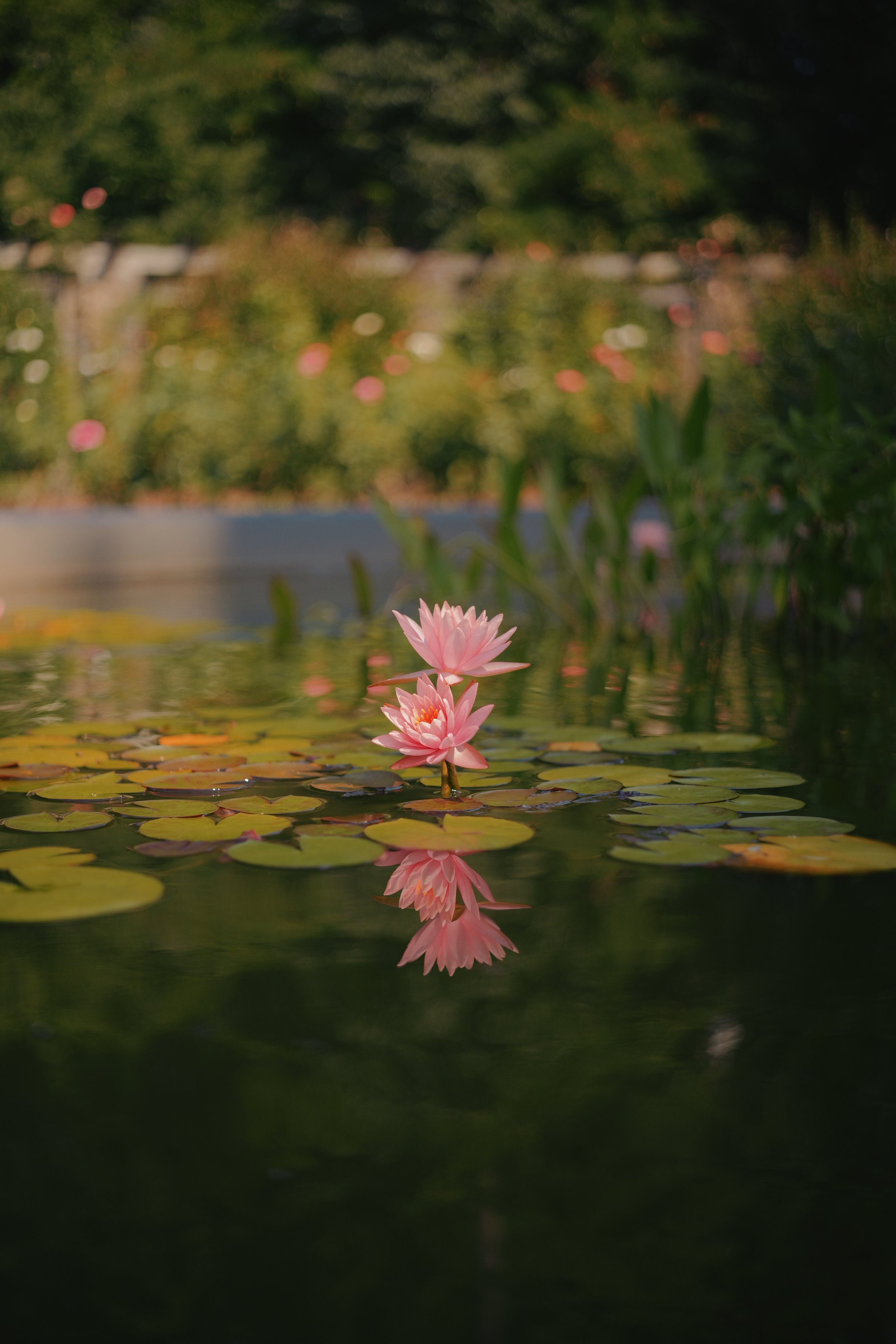 P1025268 2.JPEG (Copy)