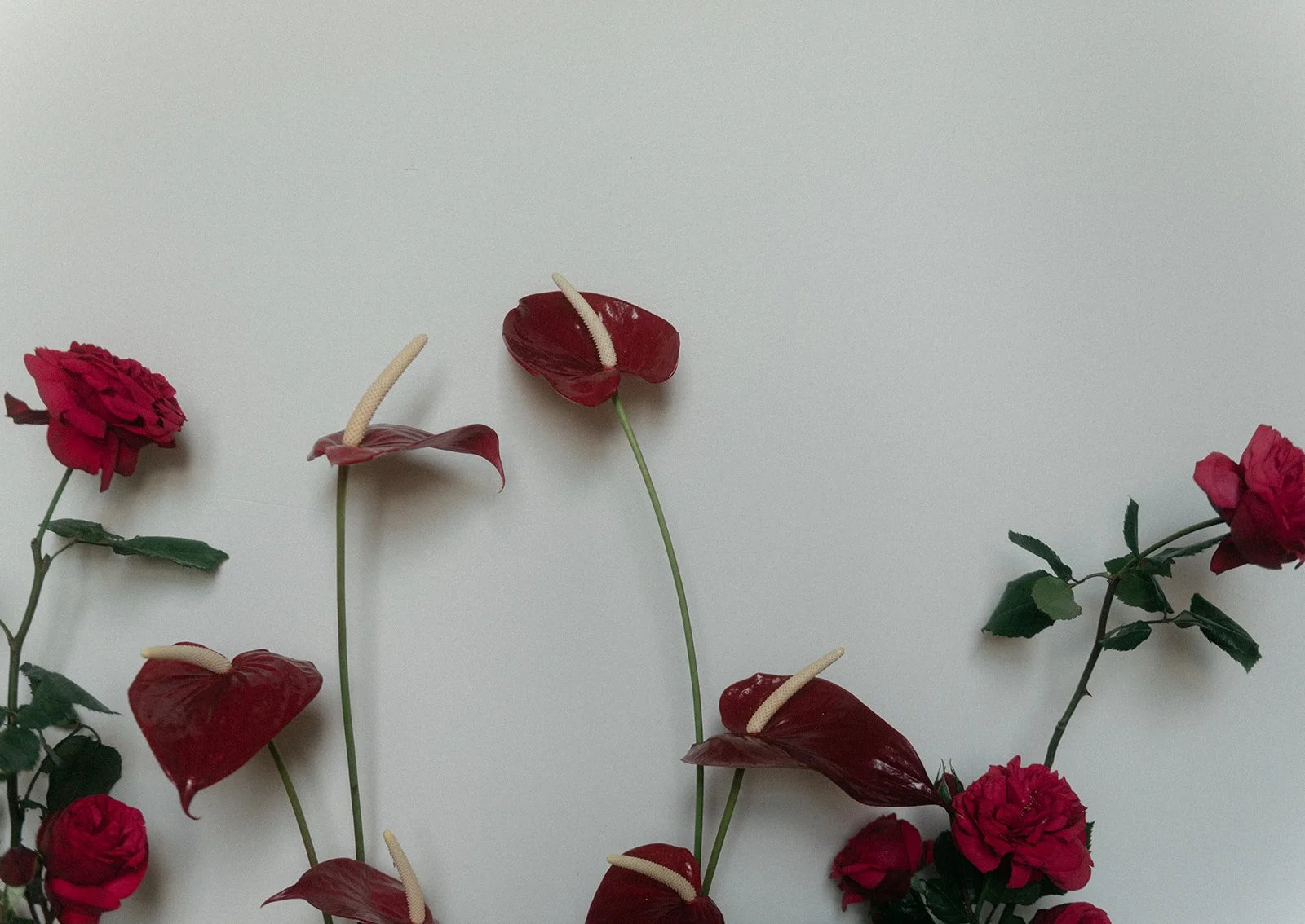 Sculptural red roses and anthuriums arranged against a white wall as an artful wedding floral installation at Frank's House in Brooklyn, New York designed by Studio Jones.