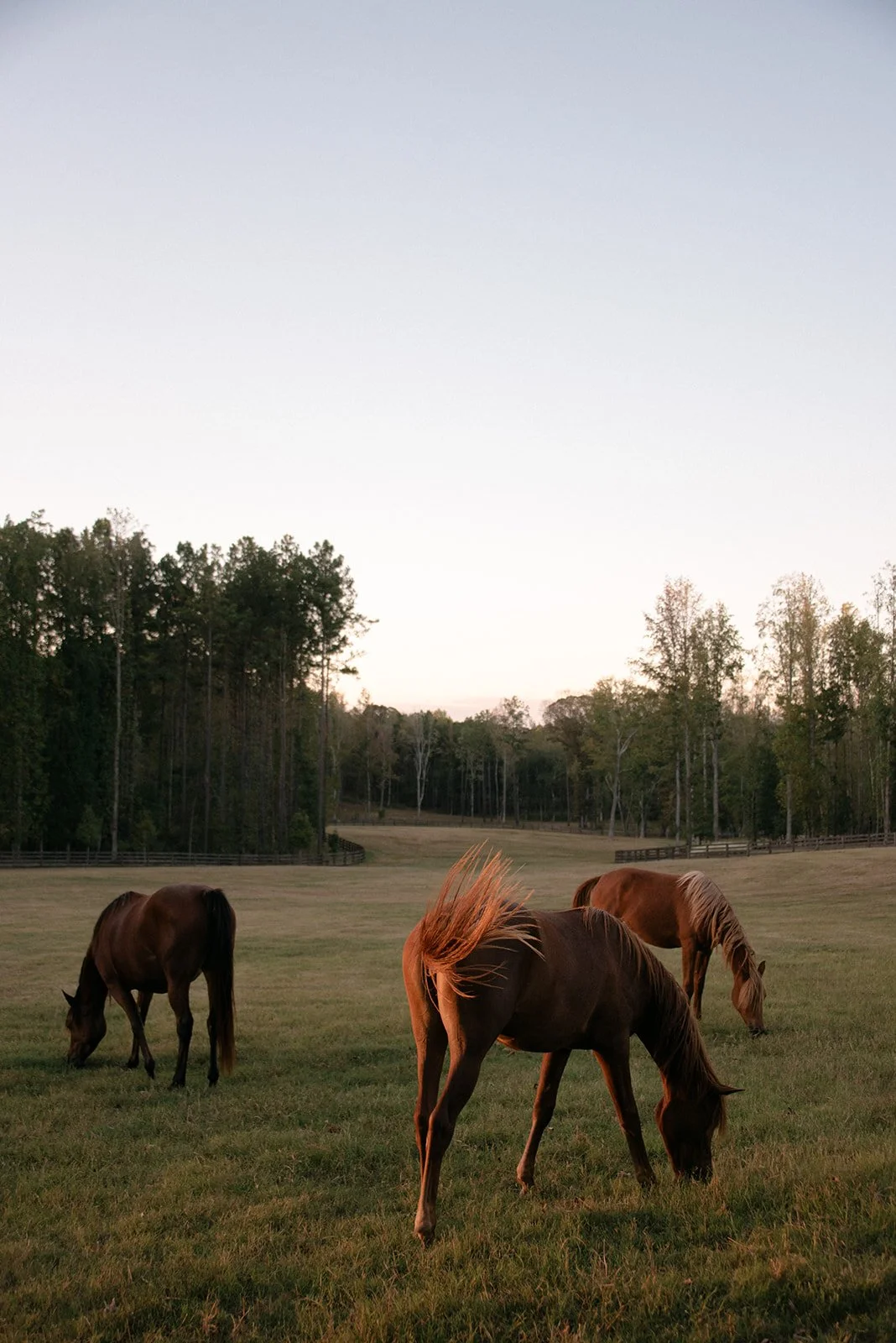 Photograph of horses grazing across a pastoral landscape at Sardis Hills, capturing the sense of place and connection to the surrounding environment.
