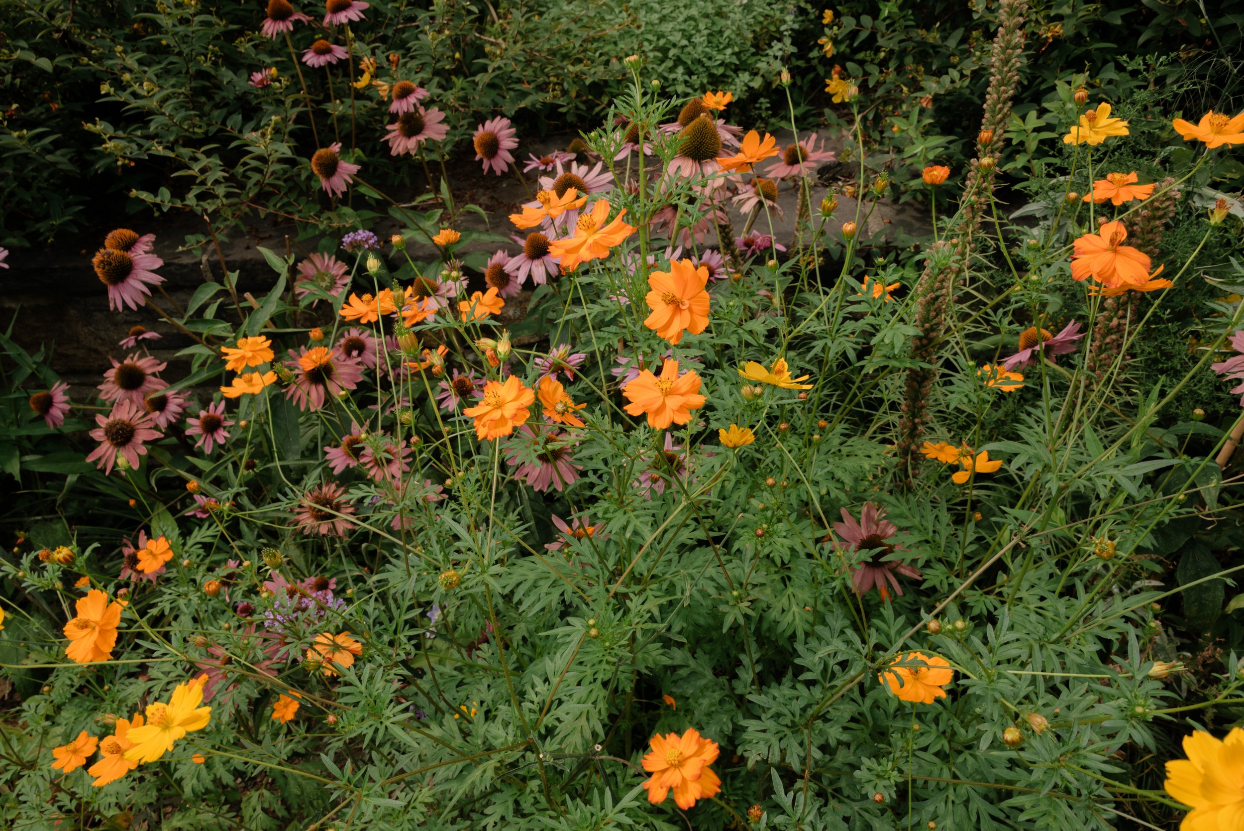 Wild summer flowers and gardens surrounding a Blue Hill at Stone Barns wedding in New York.