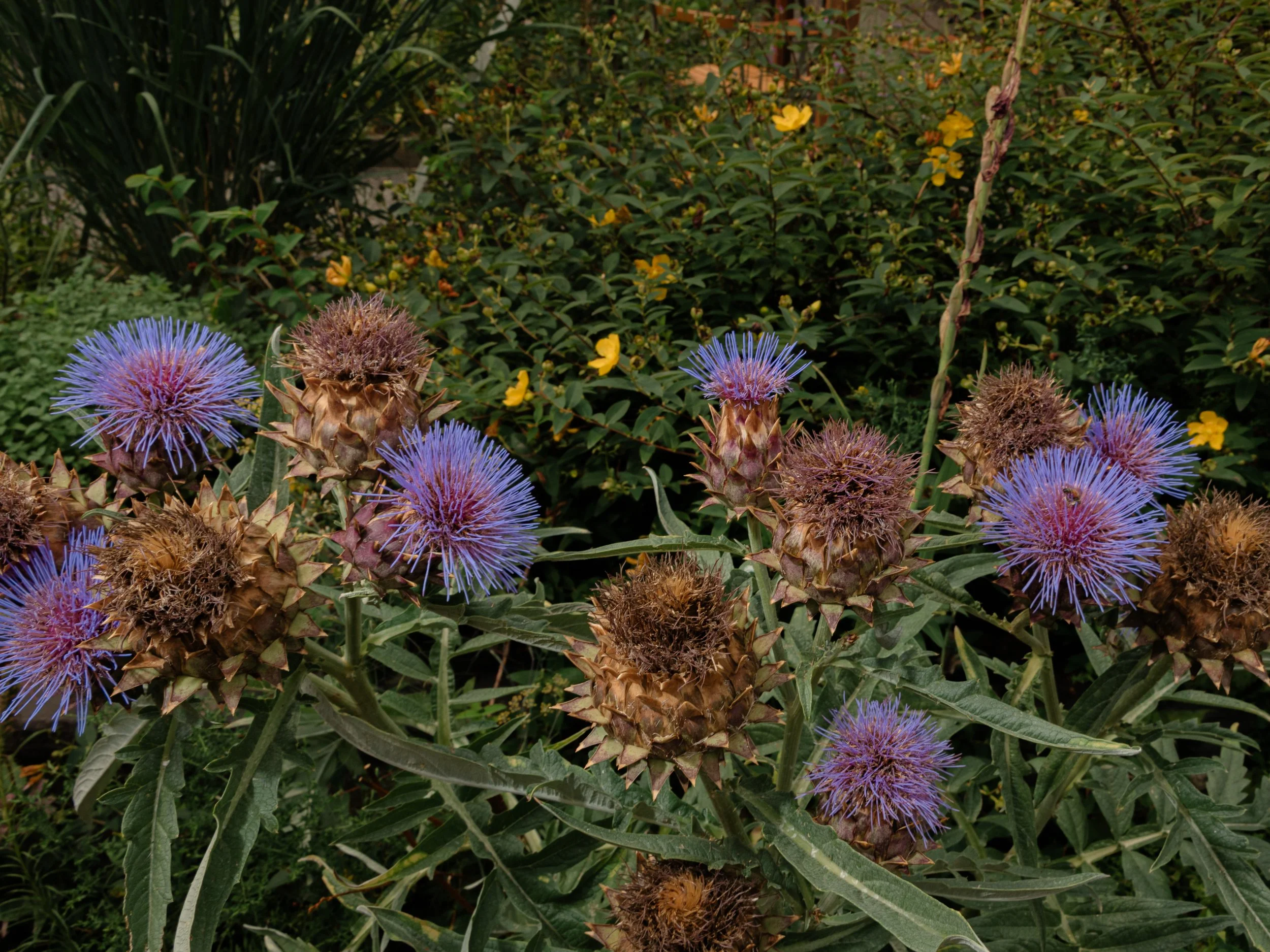 The wildflowers and organic gardens Blue Hill at Stone Barns is known for. 